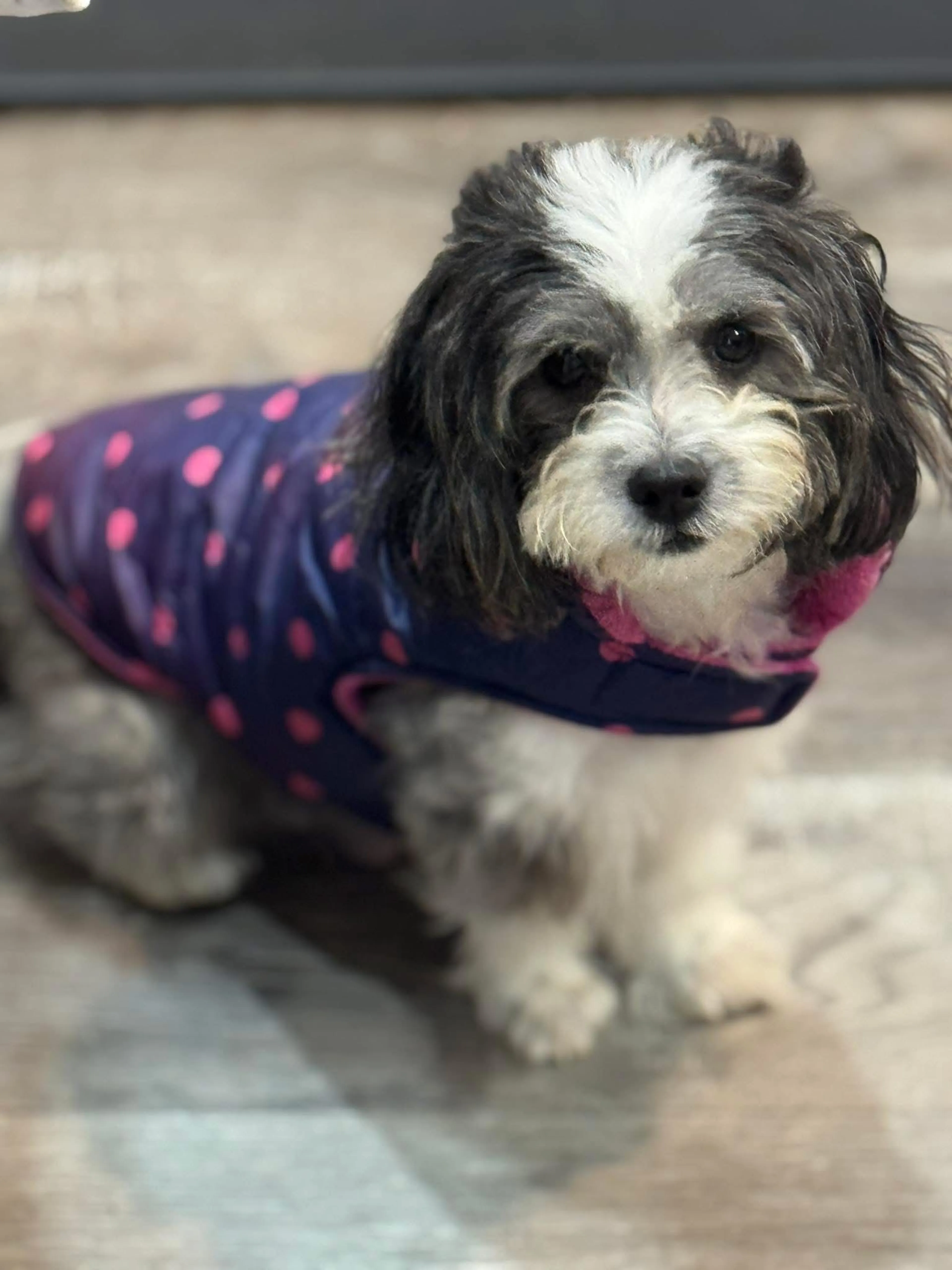 Lost pet