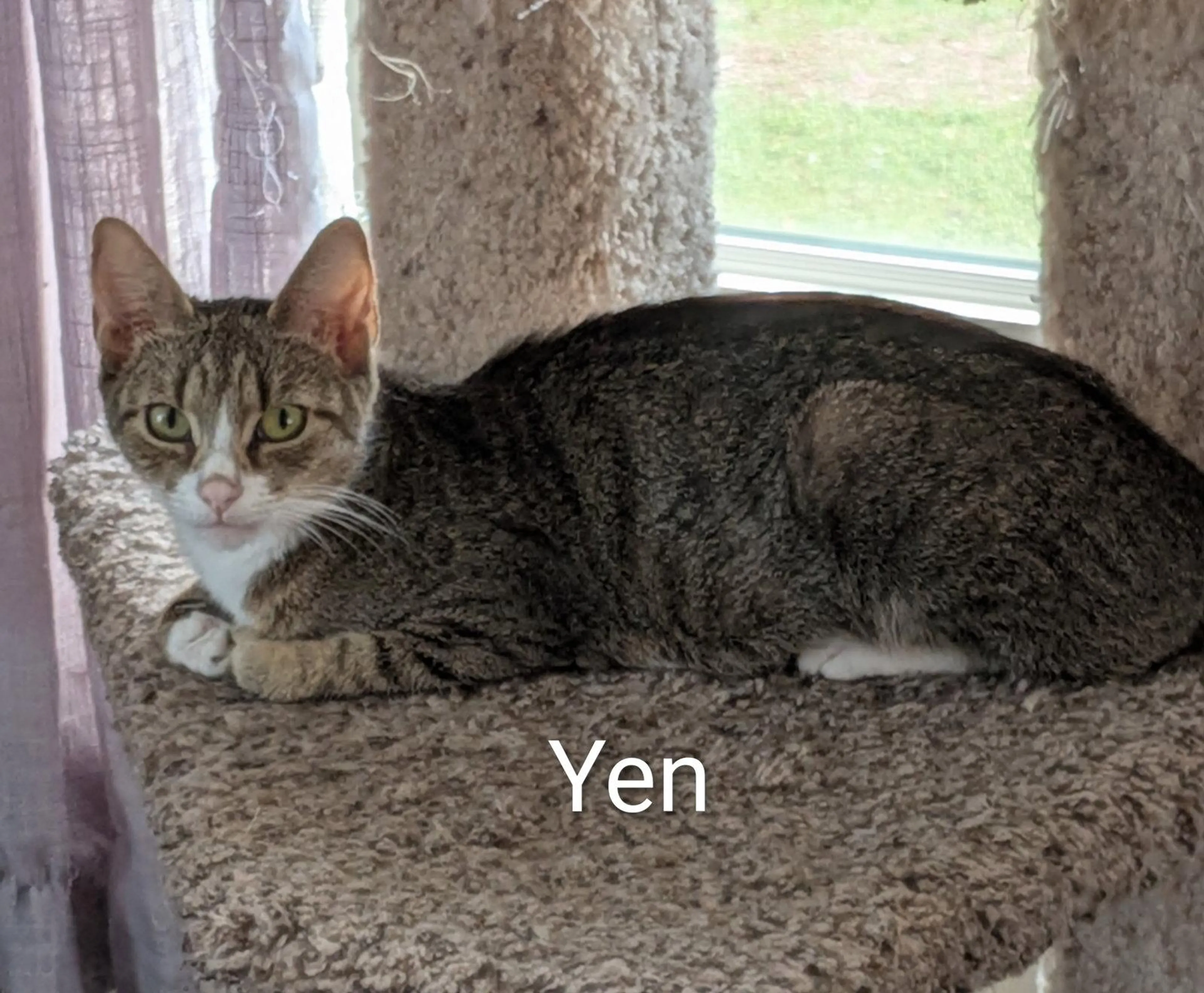 Found pet-2