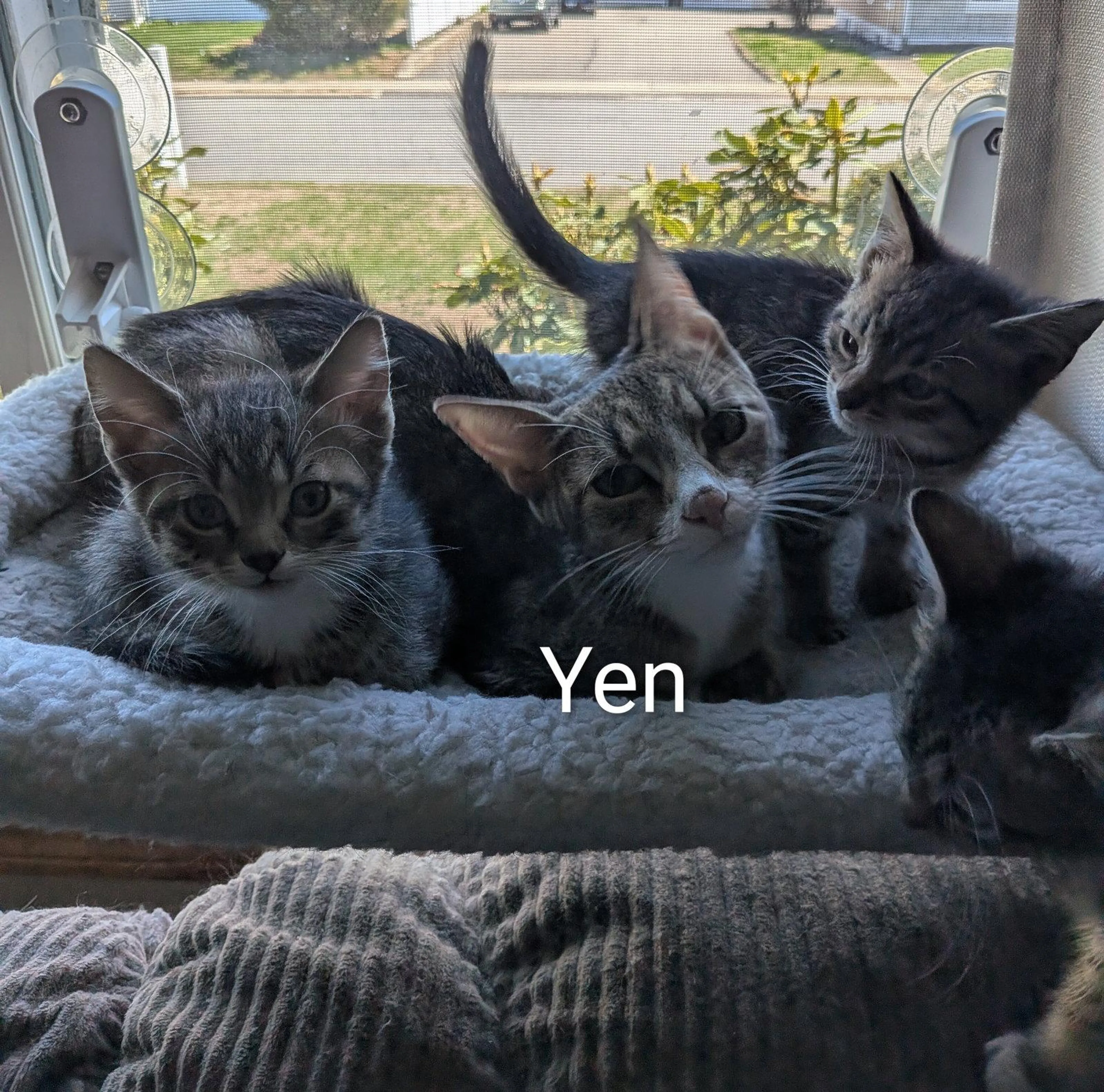 Found pet-1