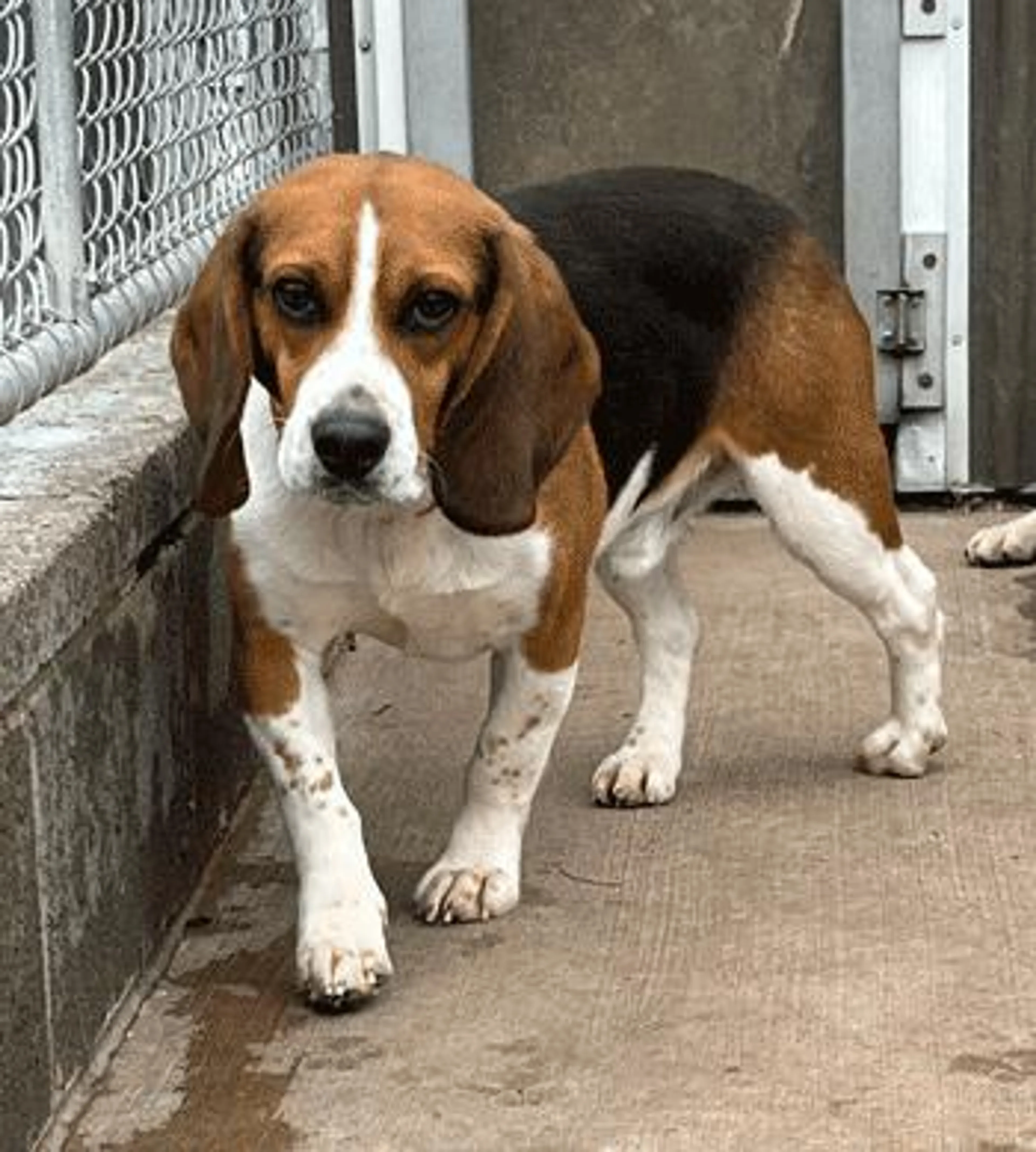 Found pet-2