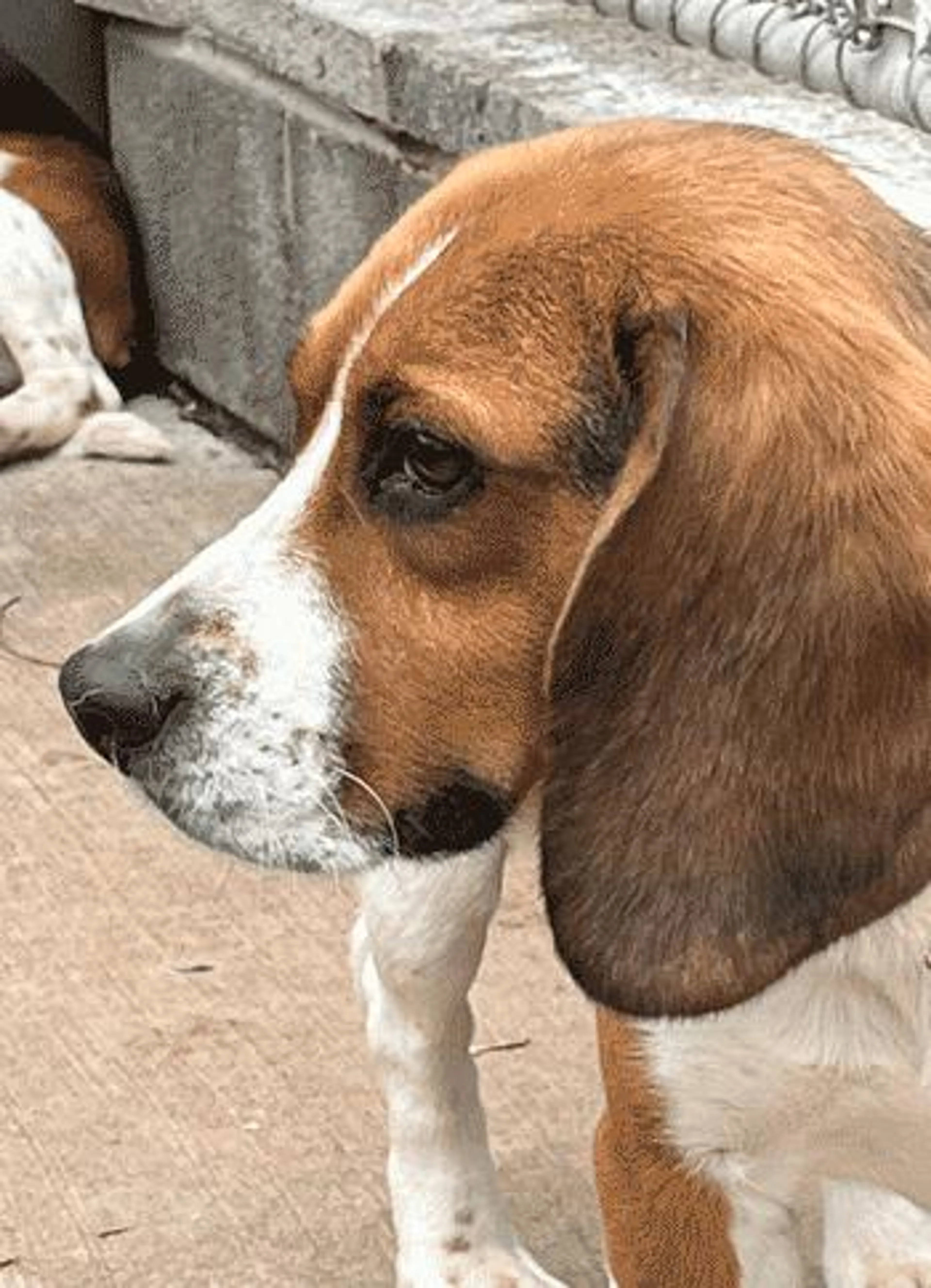 Found pet-0