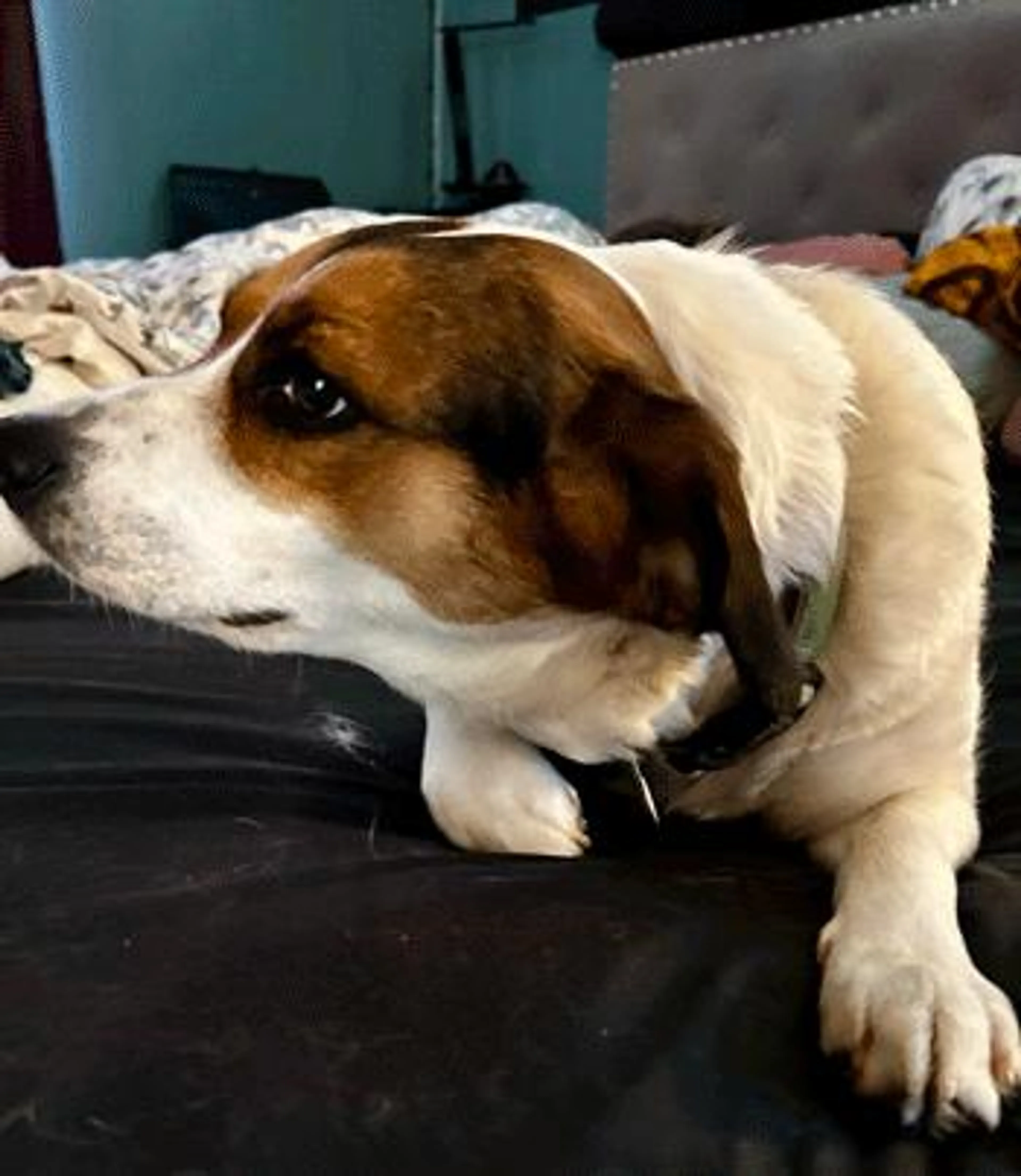 Found pet-4