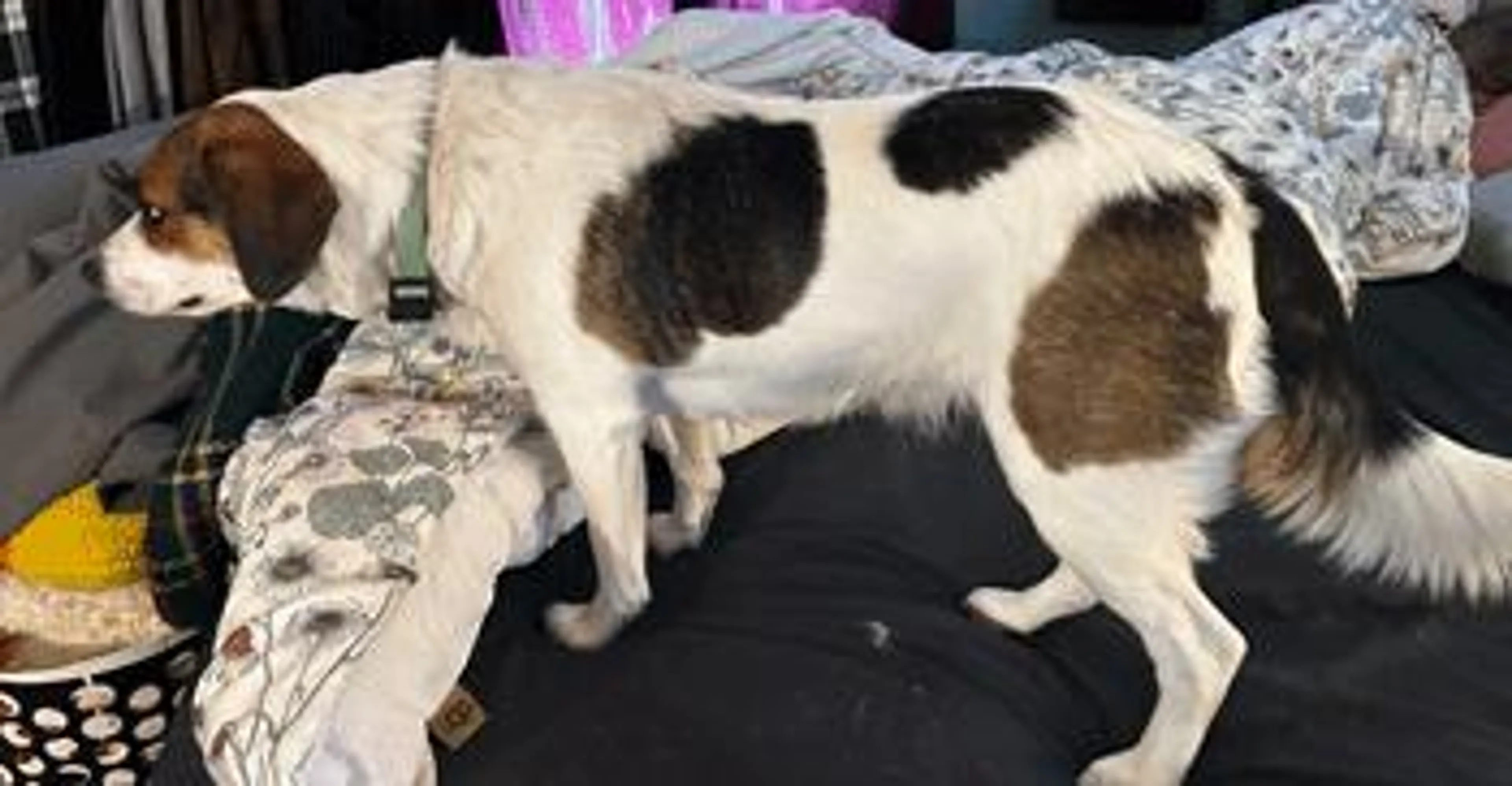 Found pet-2