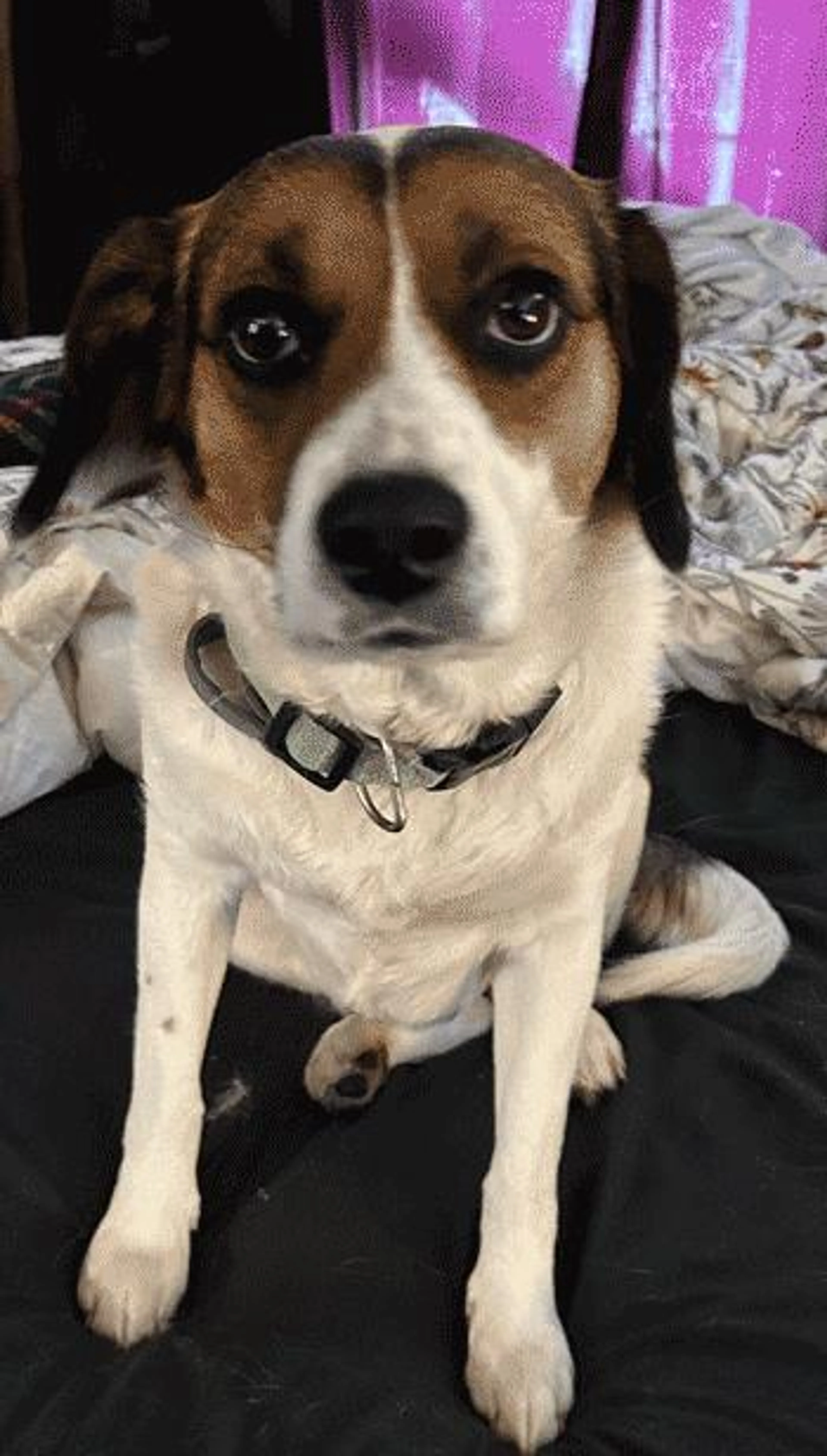 Found pet-1