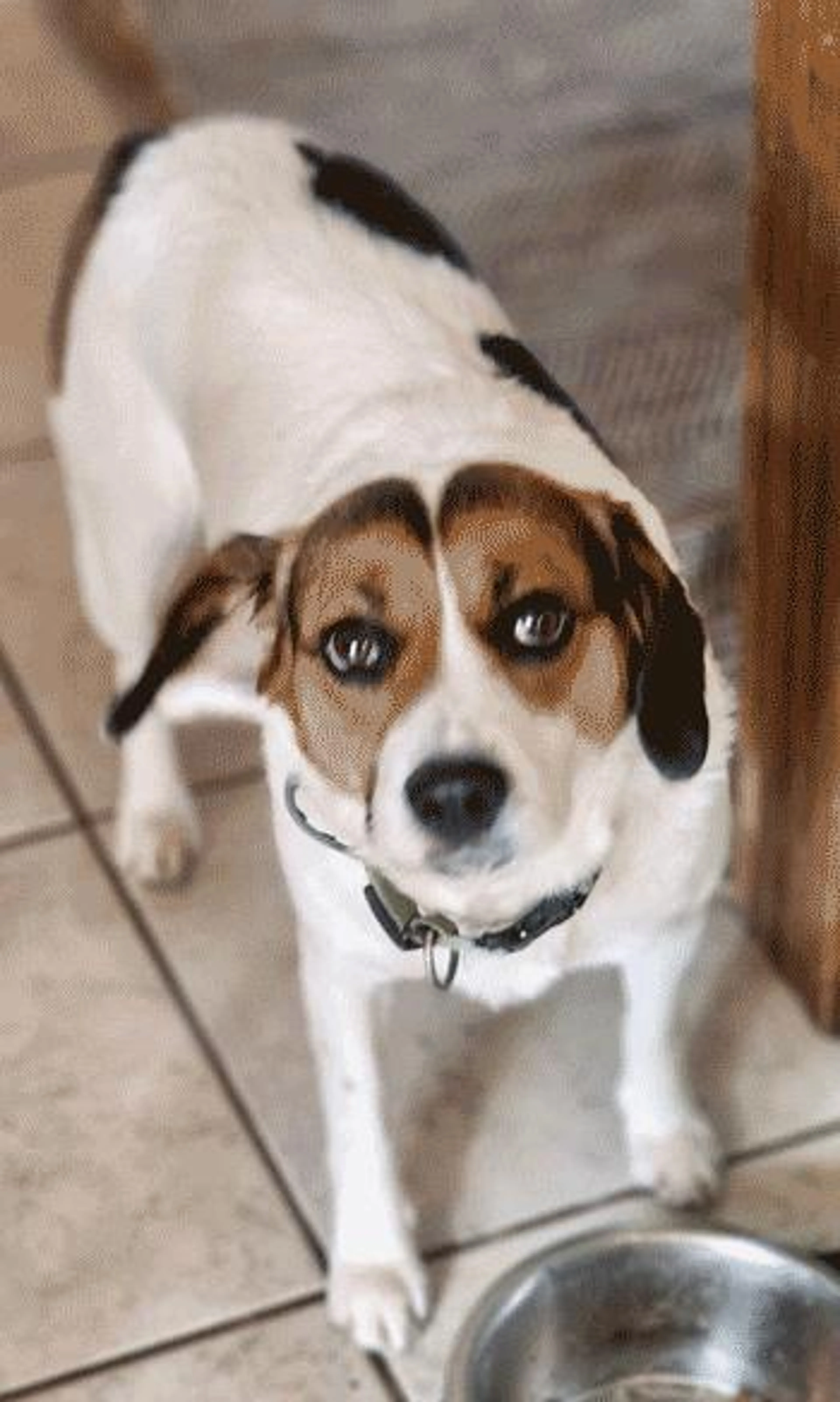 Found pet-3