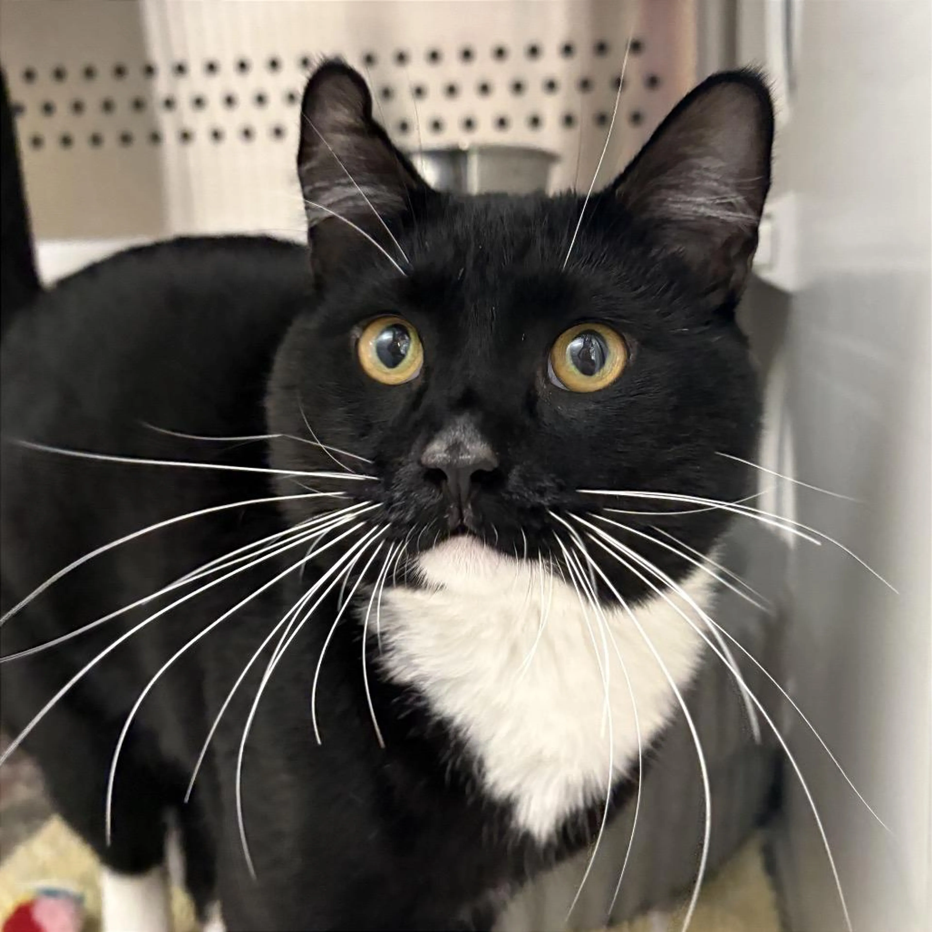 Found pet-1