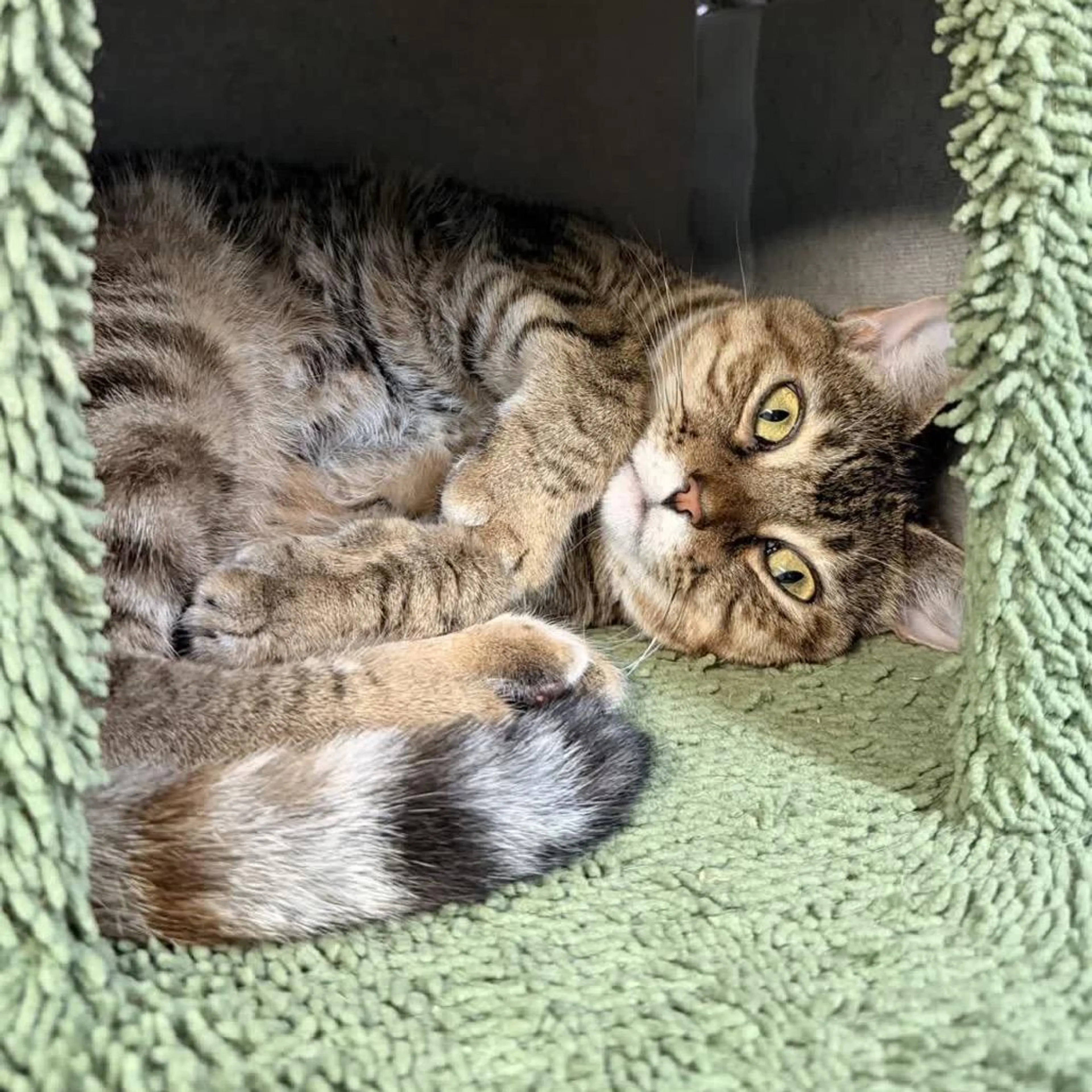 Found pet-2