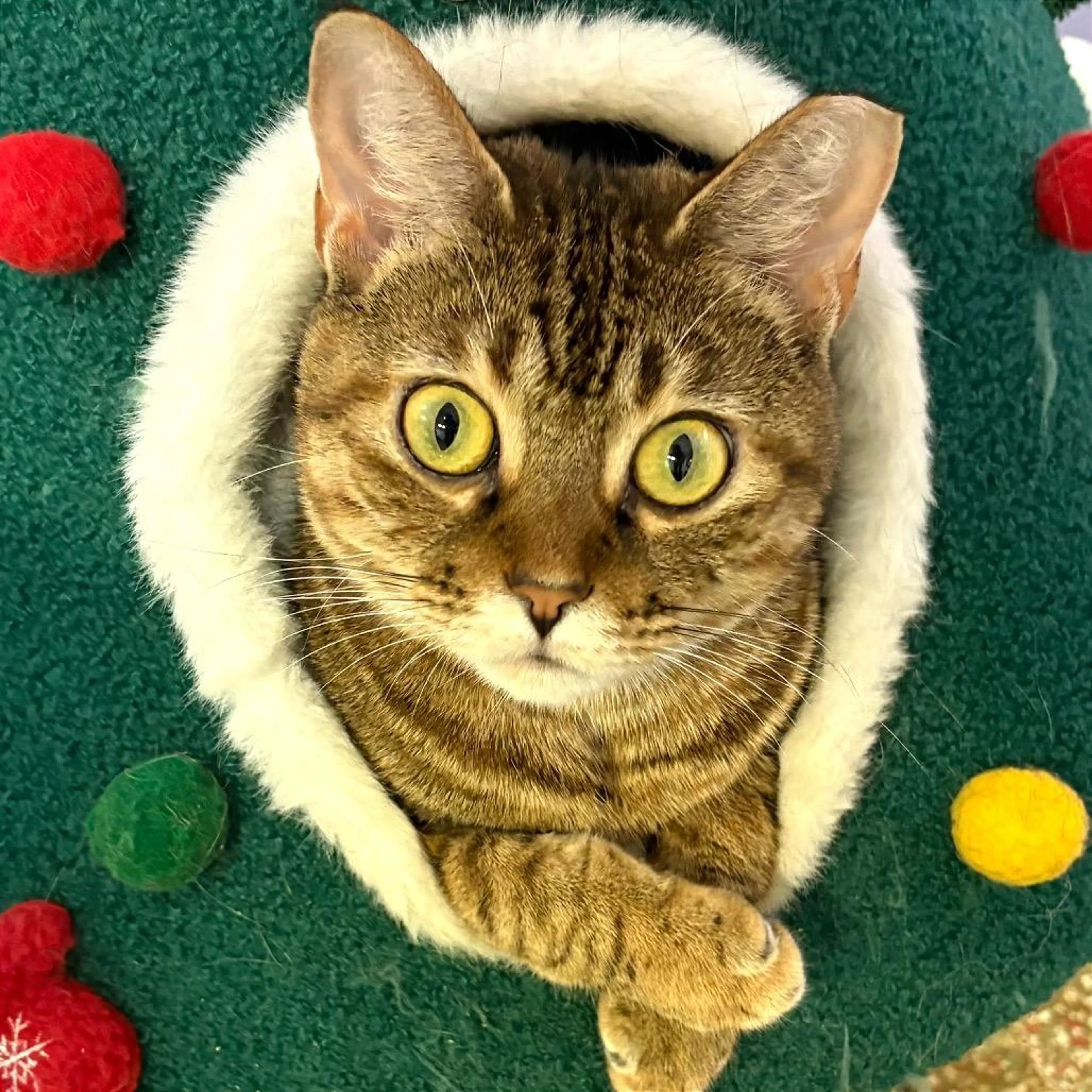 Found pet-4