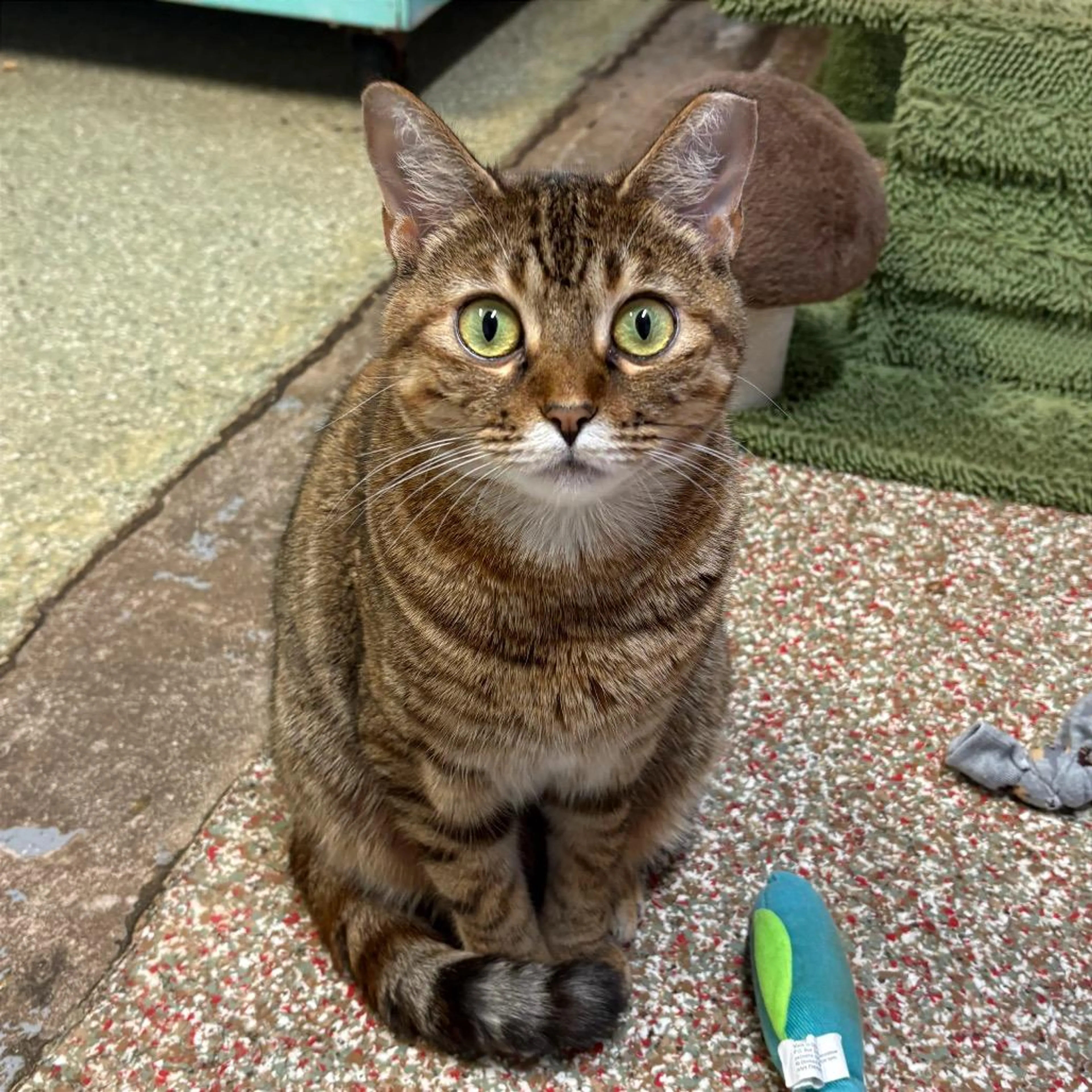 Found pet-3