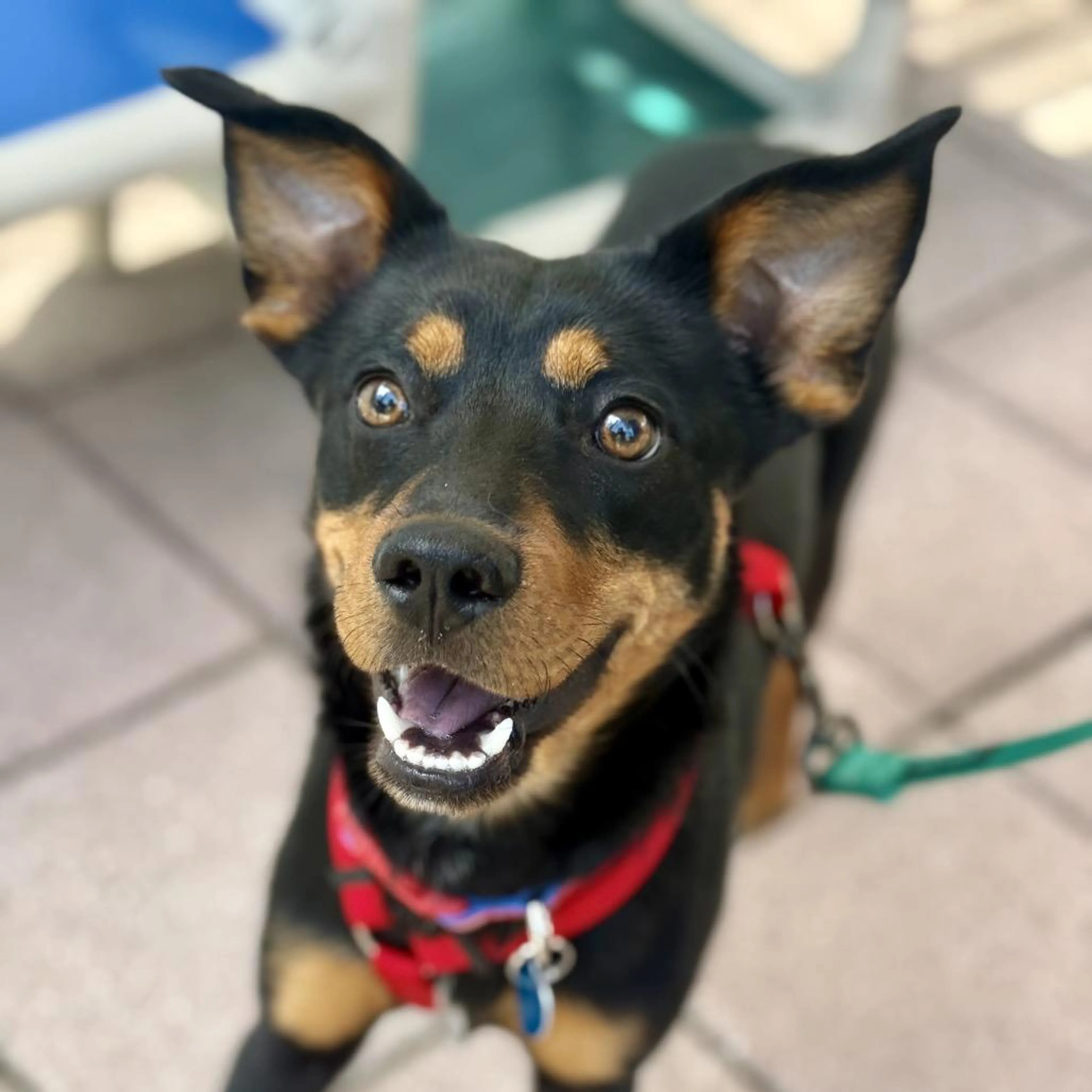 Found pet-5
