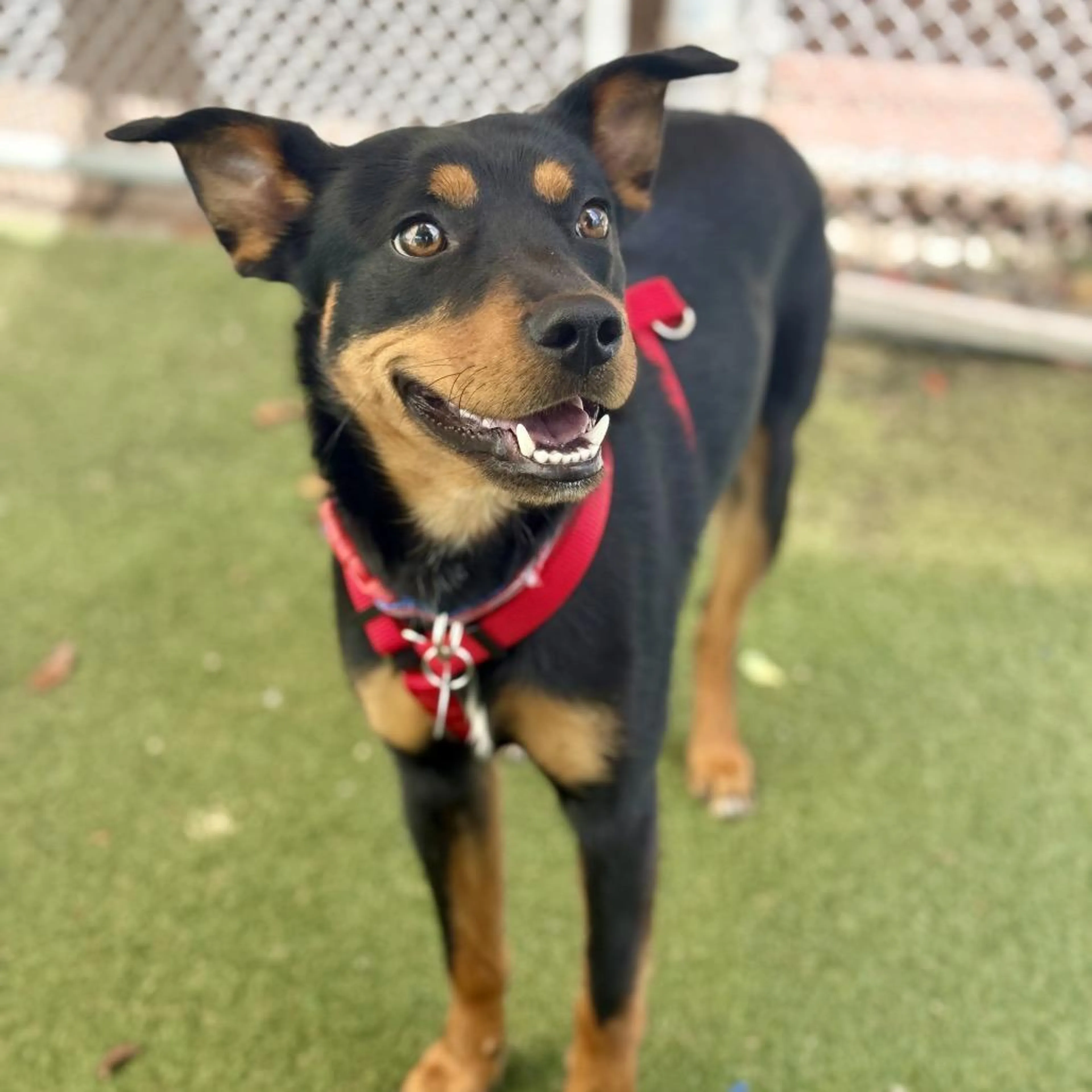 Found pet-3