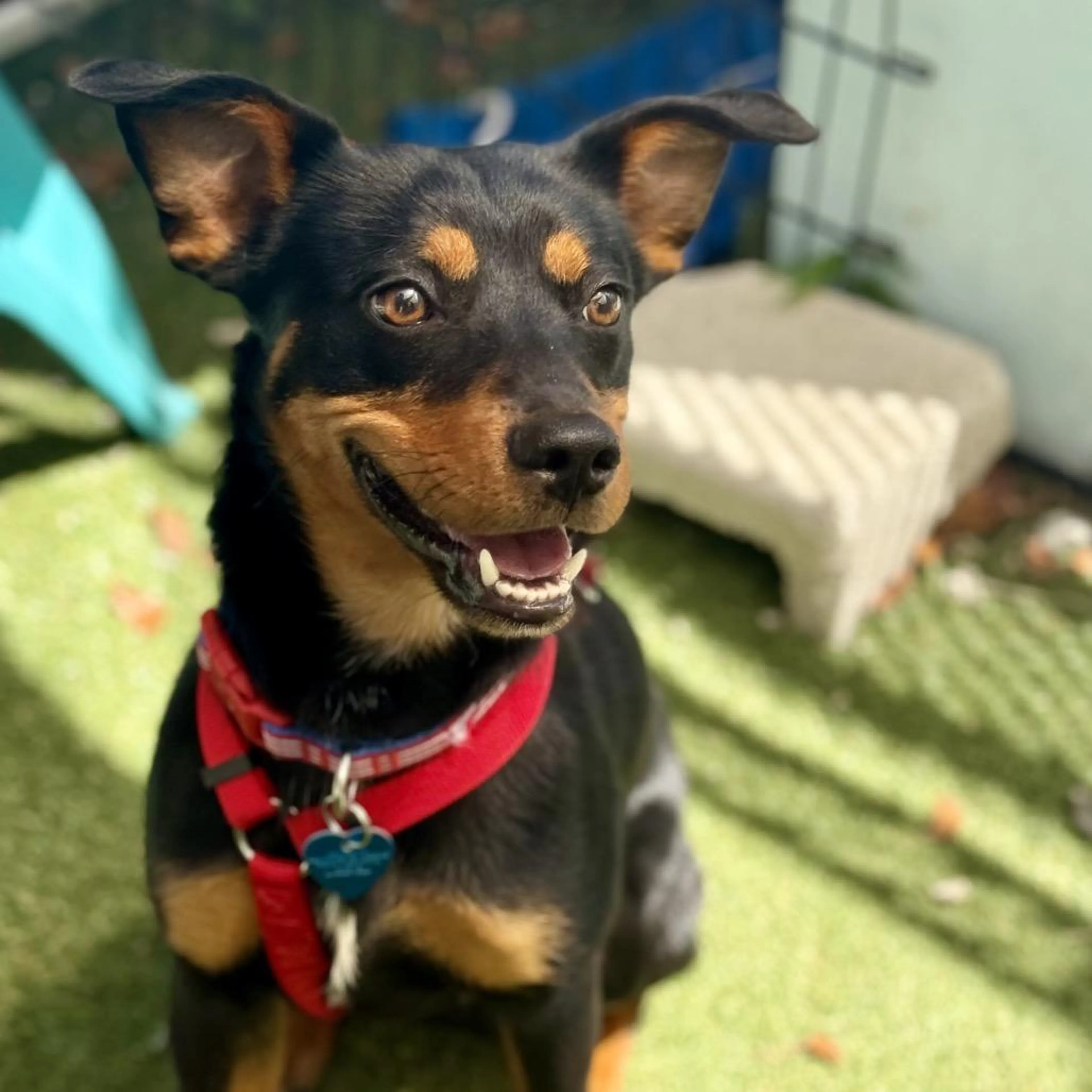 Found pet-2