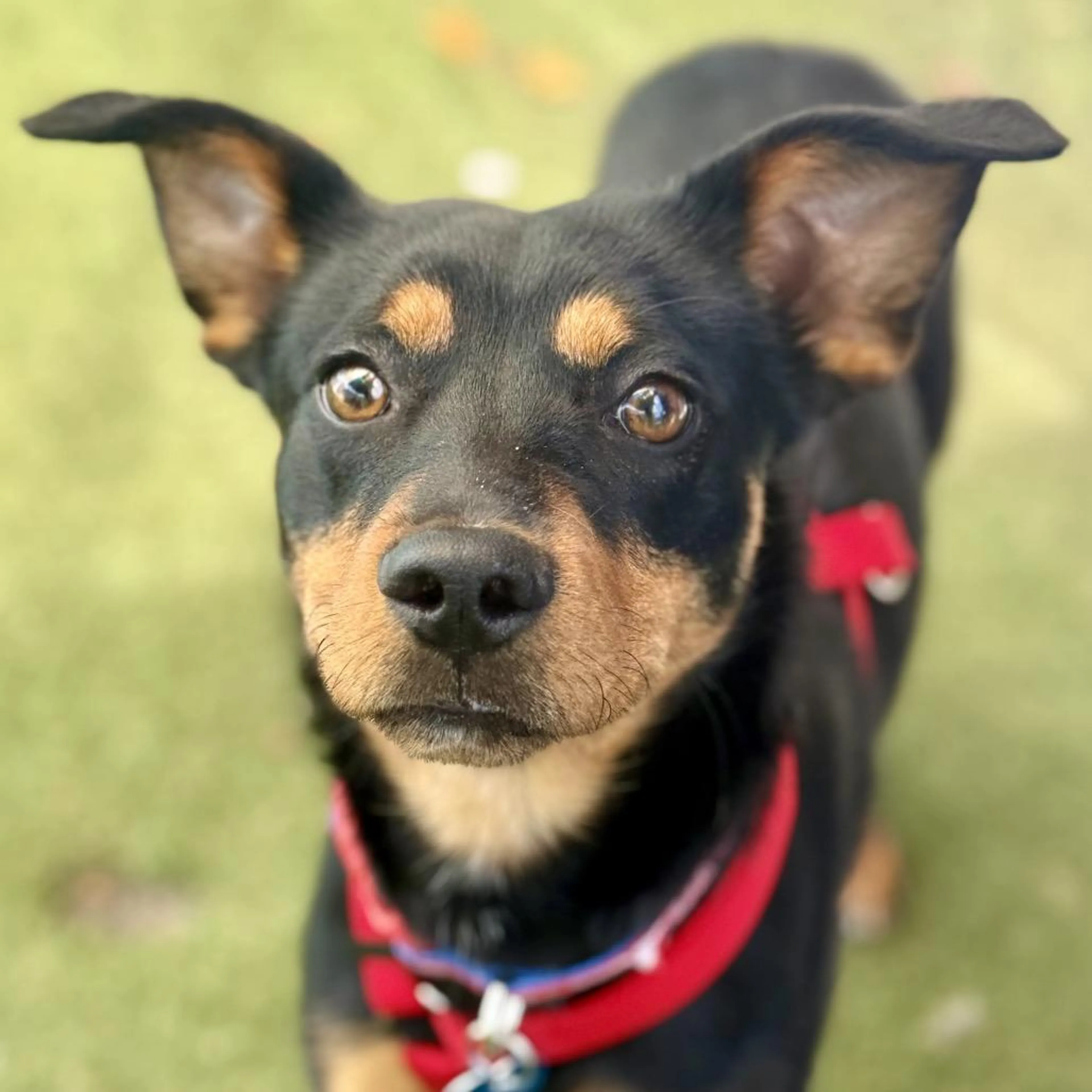 Found pet-1