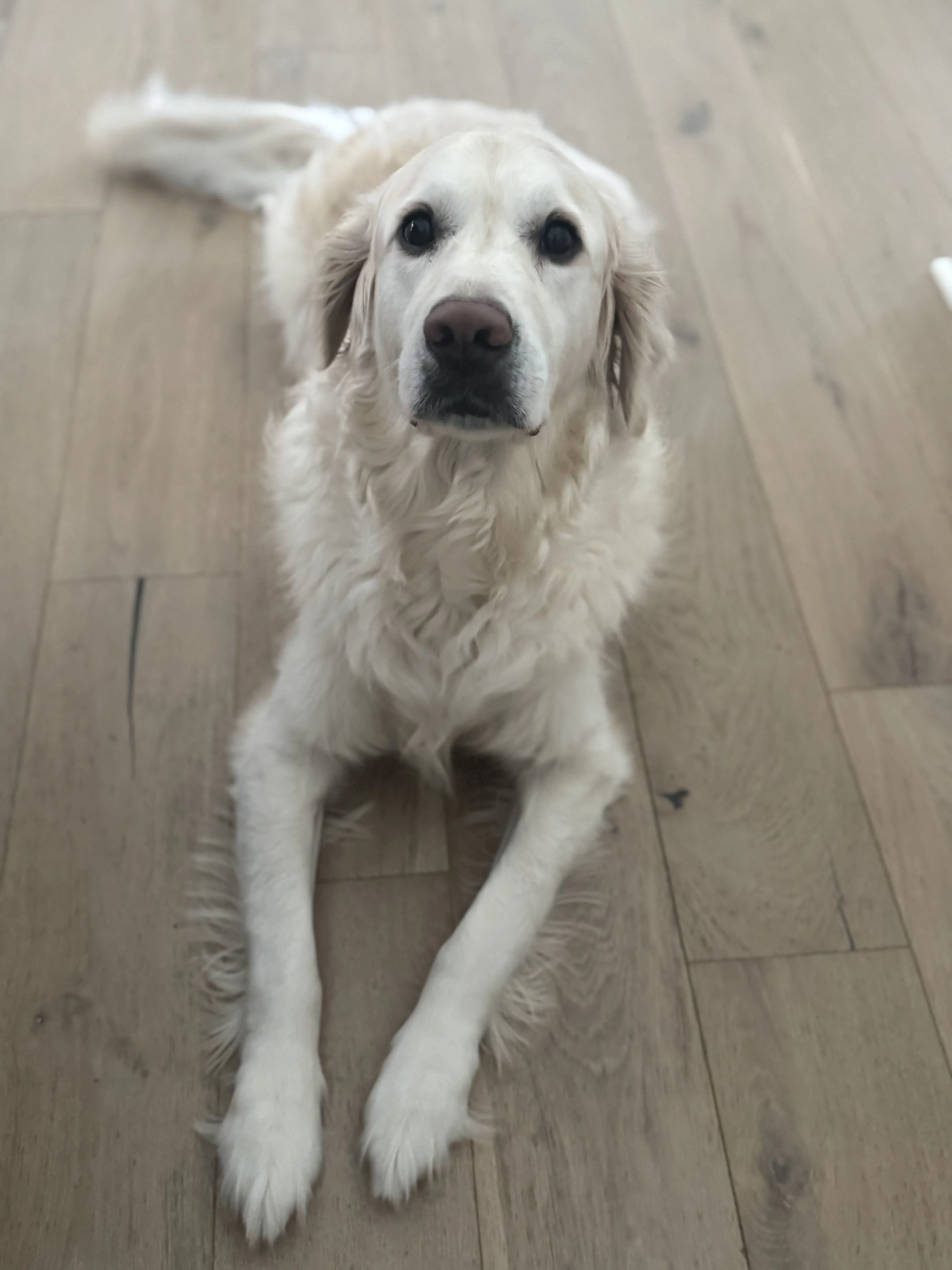 Lost pet