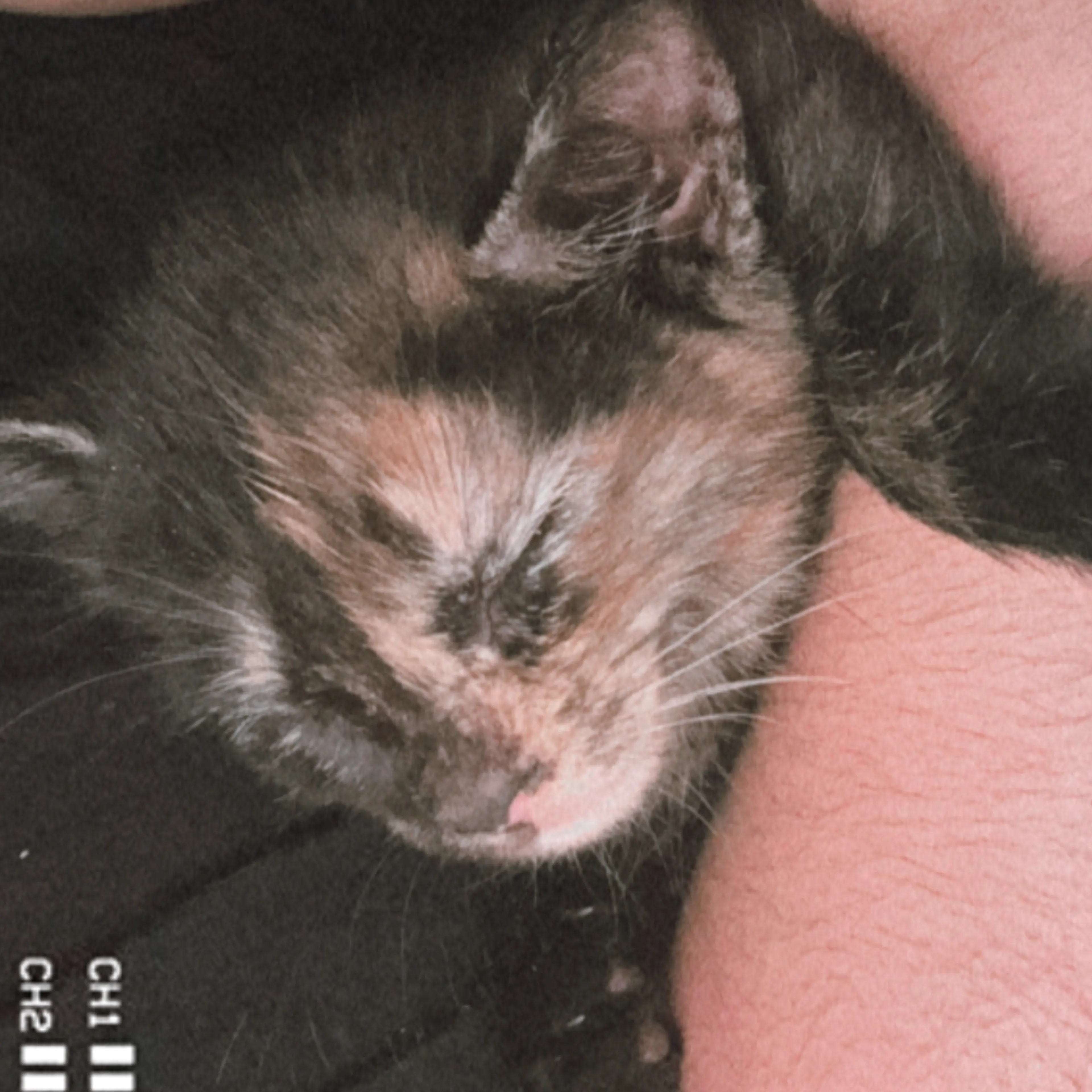 Lost pet-3