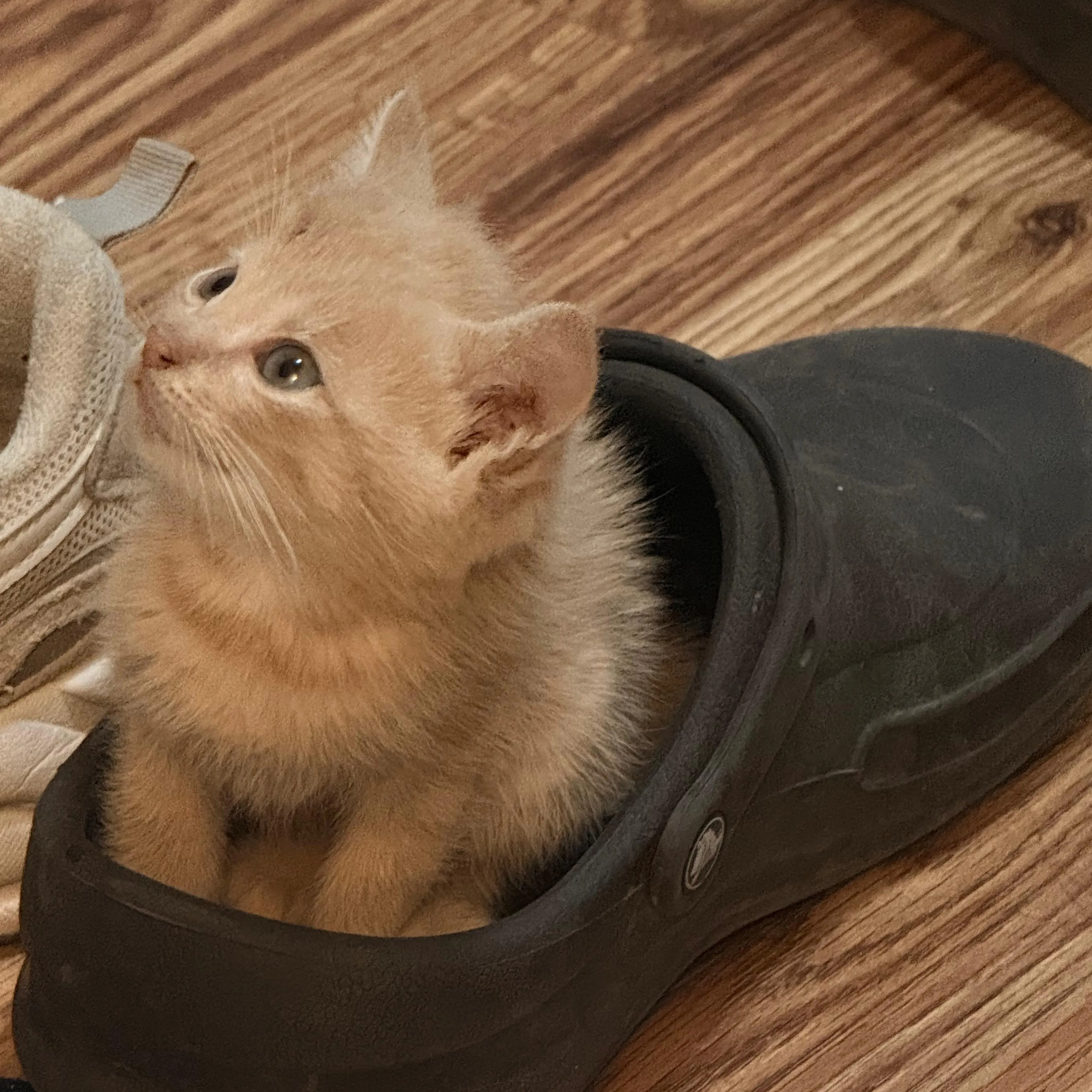 Lost pet-2