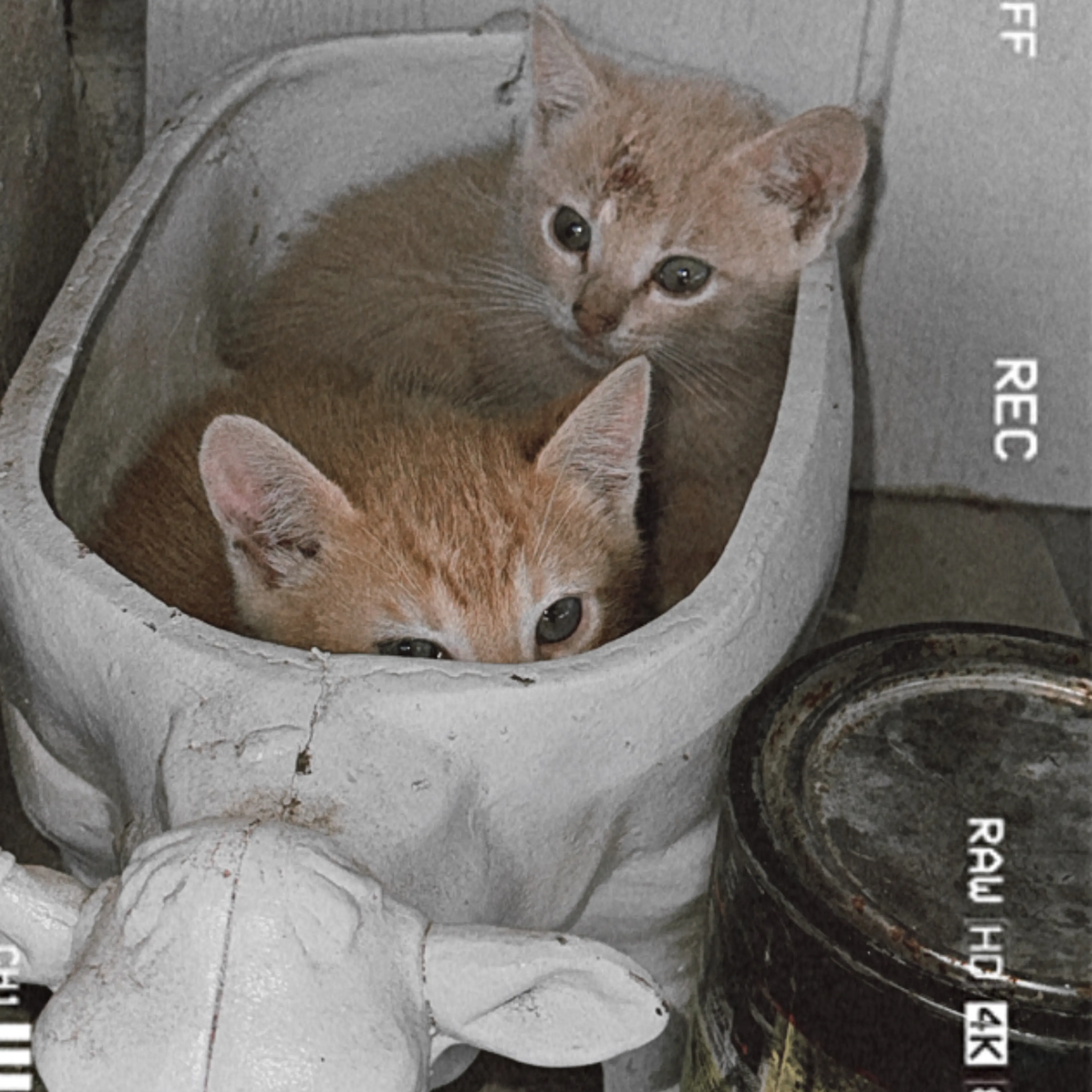 Lost pet-1