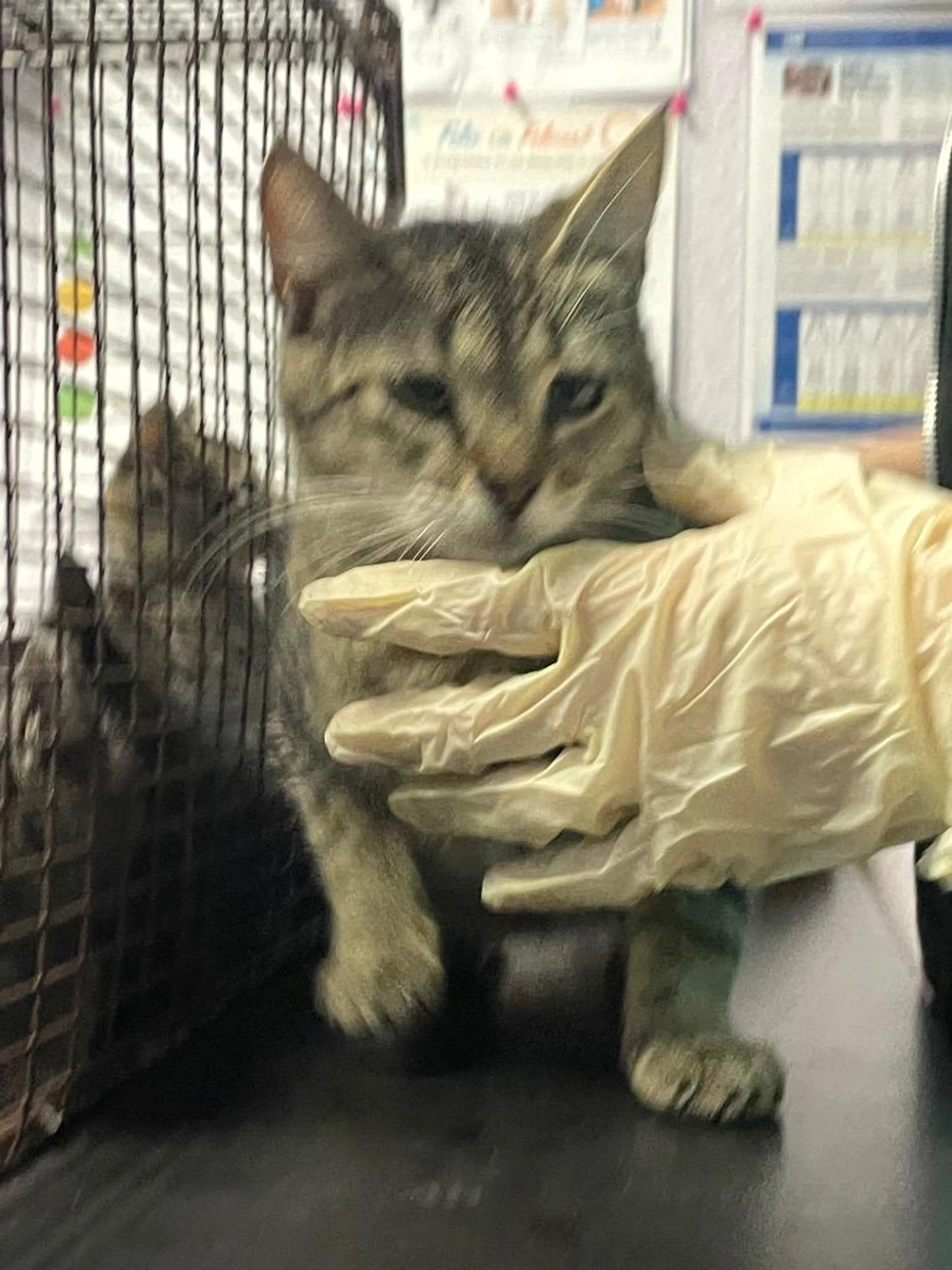 Found pet