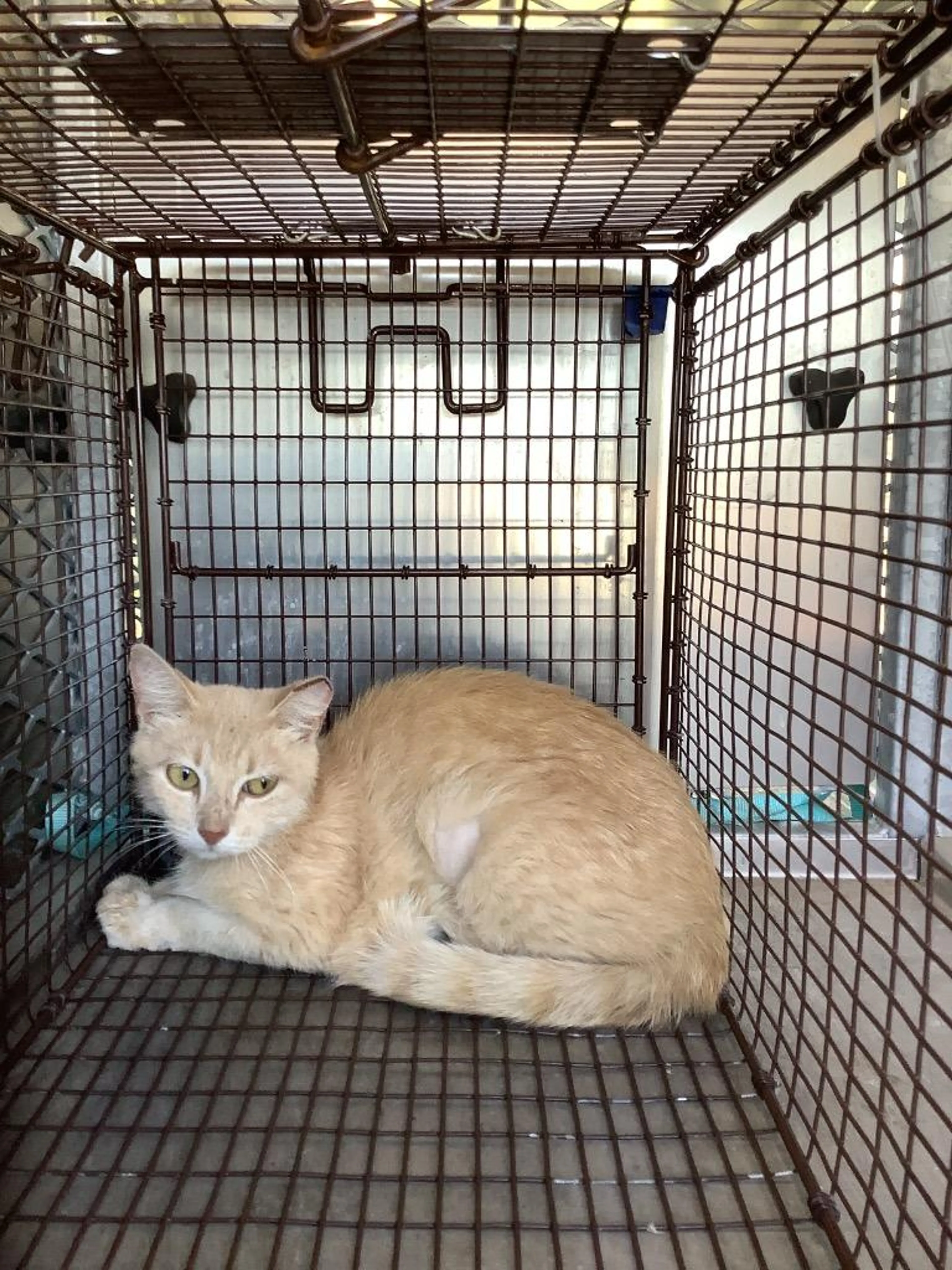 Found pet-0