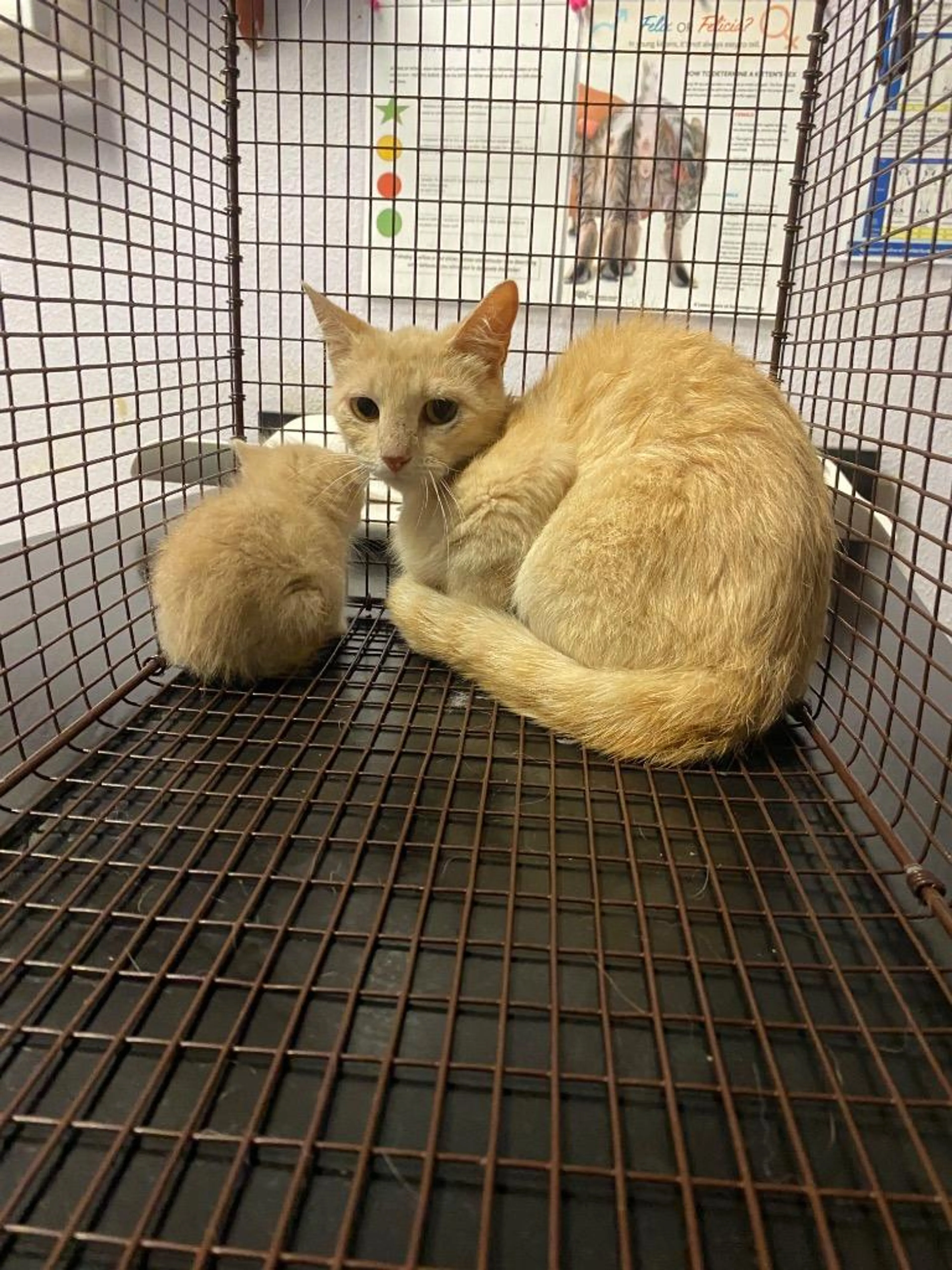 Found pet-1