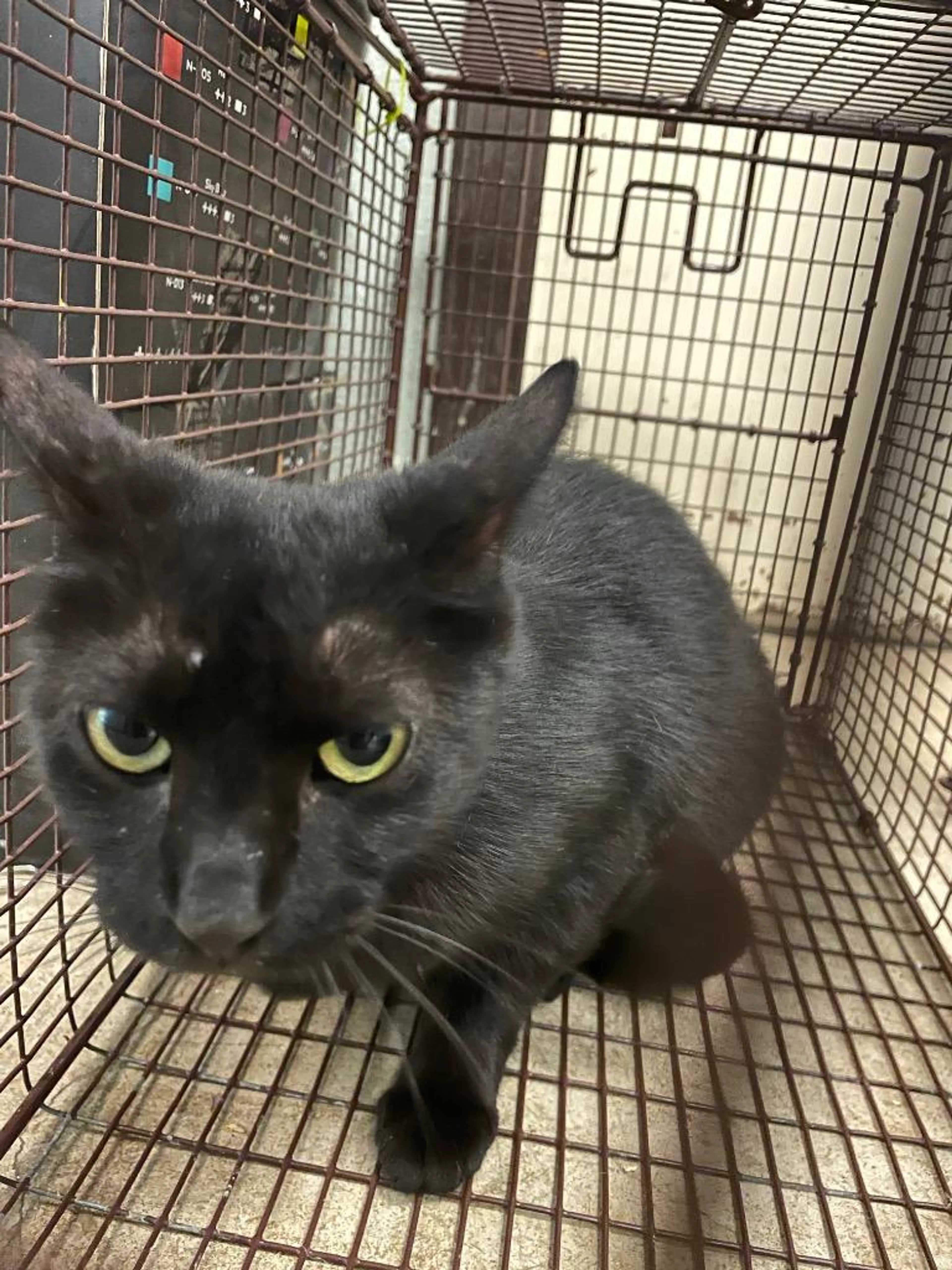 Found pet