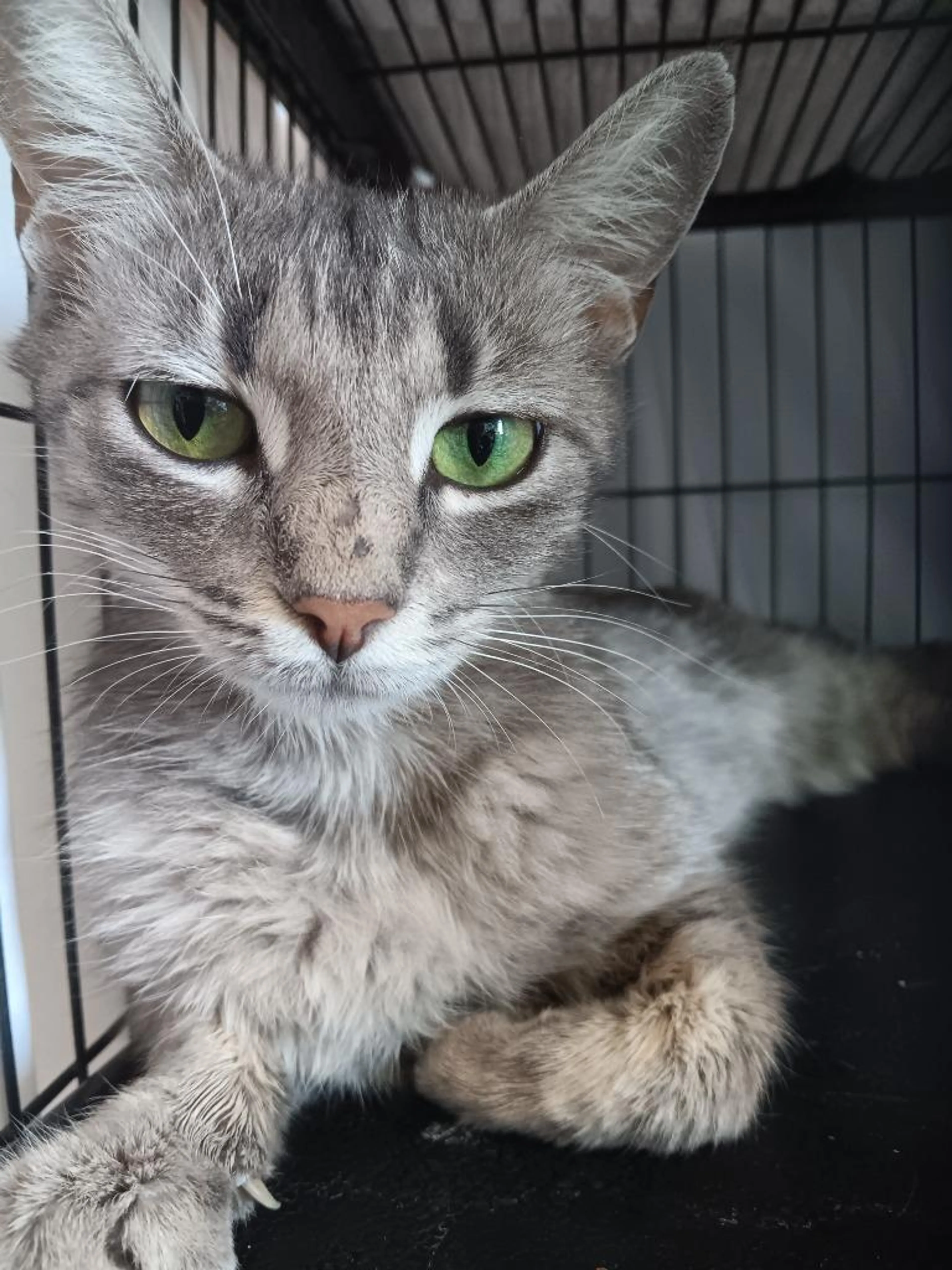 Found pet