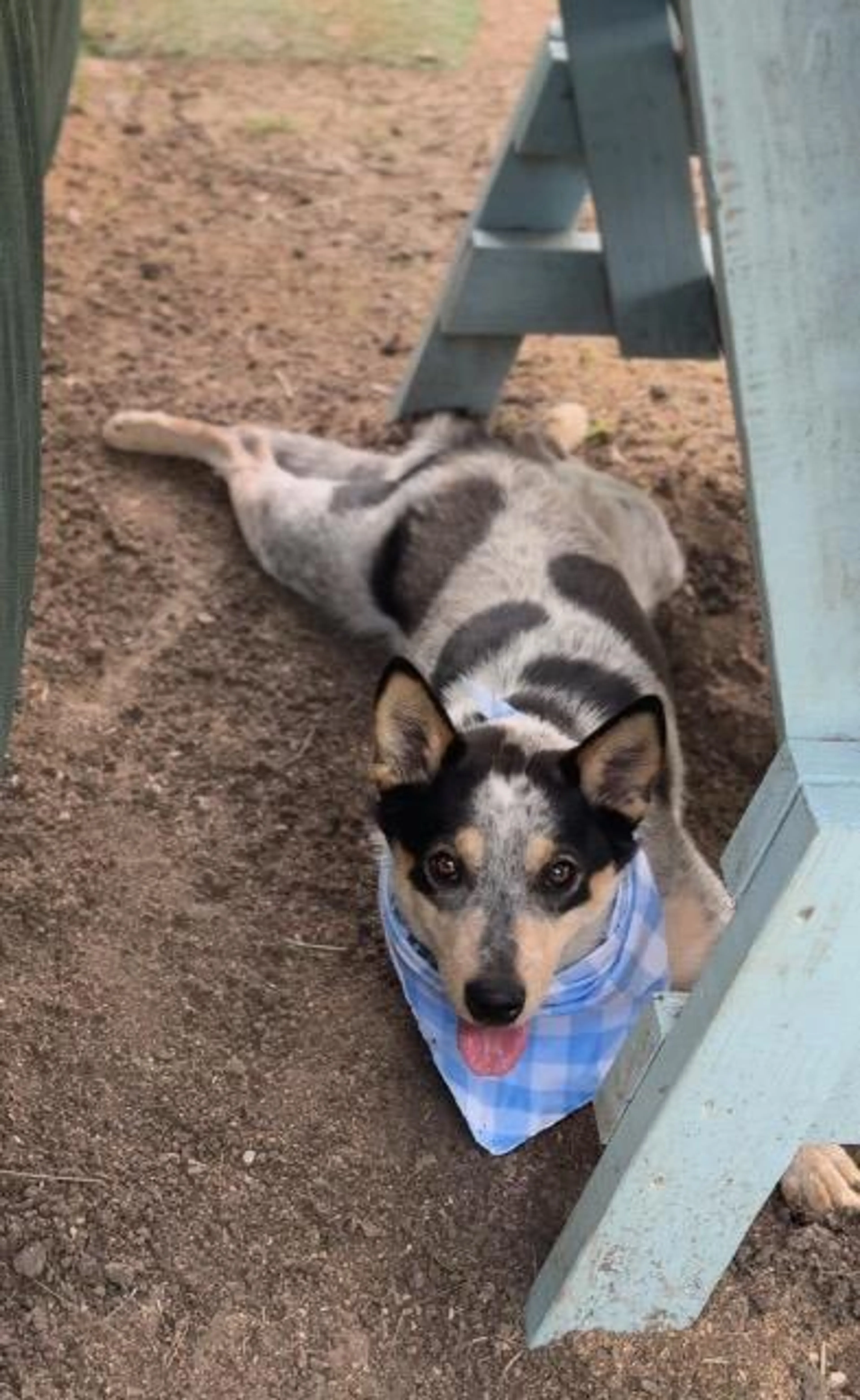 Found pet-2
