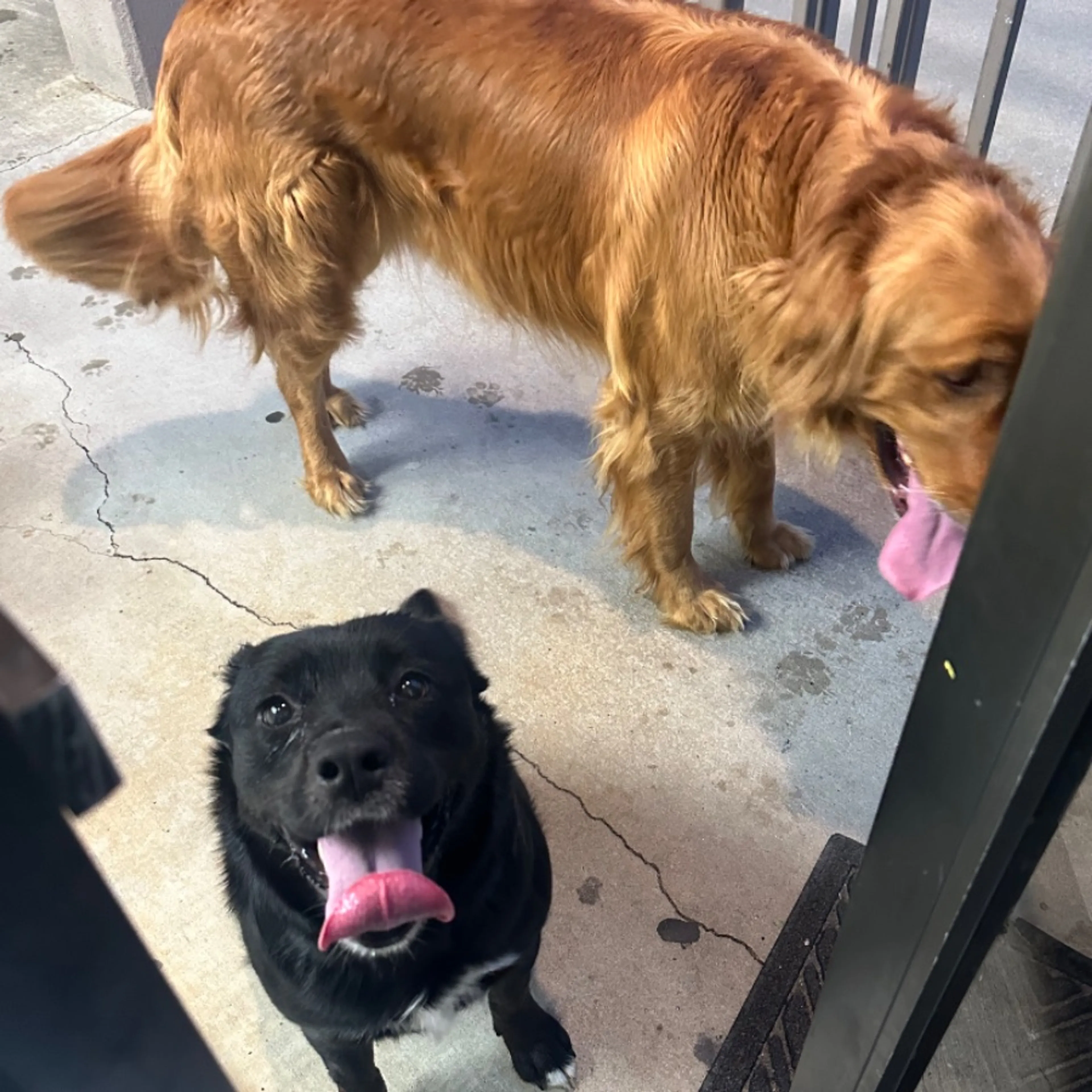 Found pet
