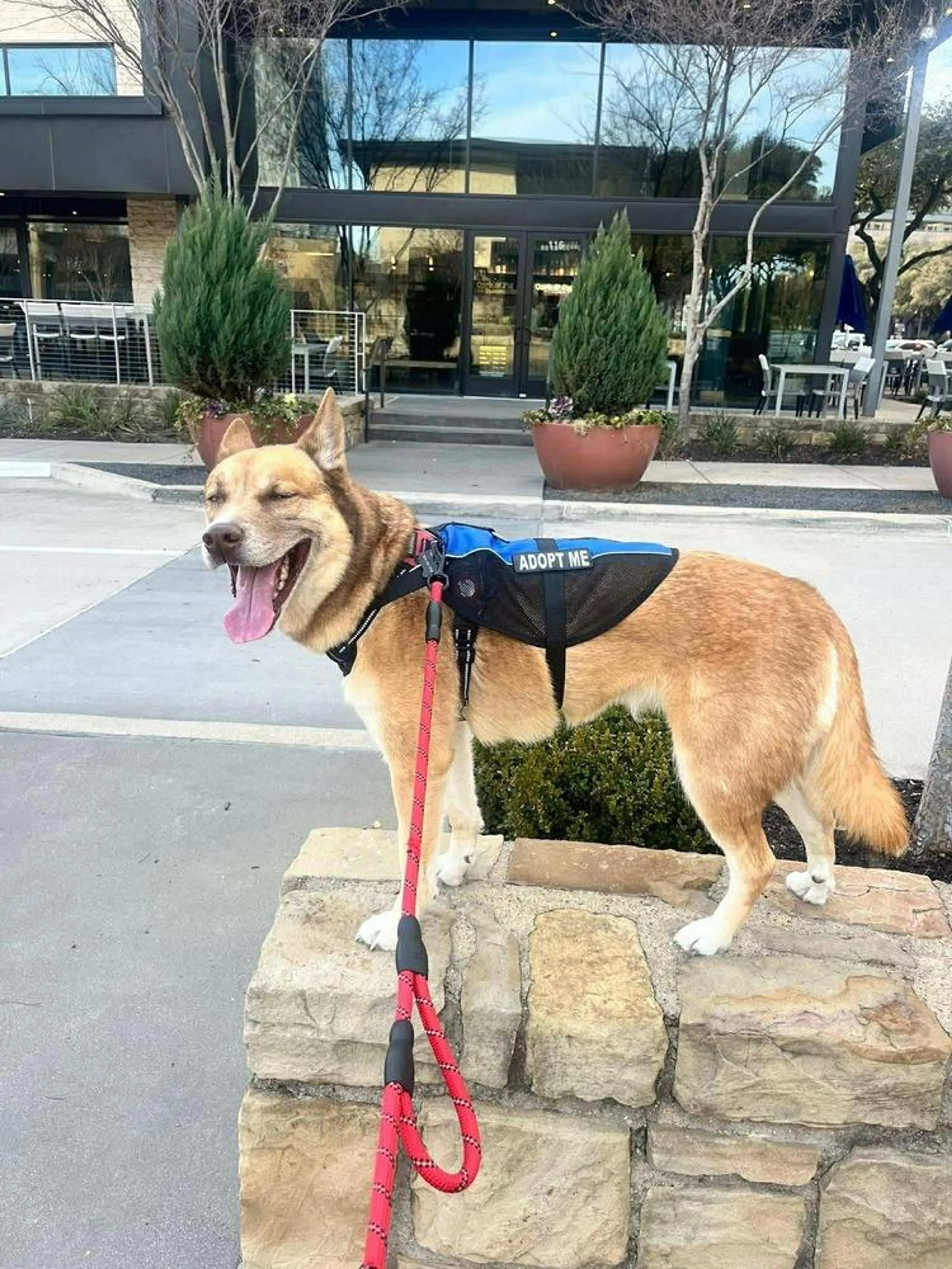 Found pet-3
