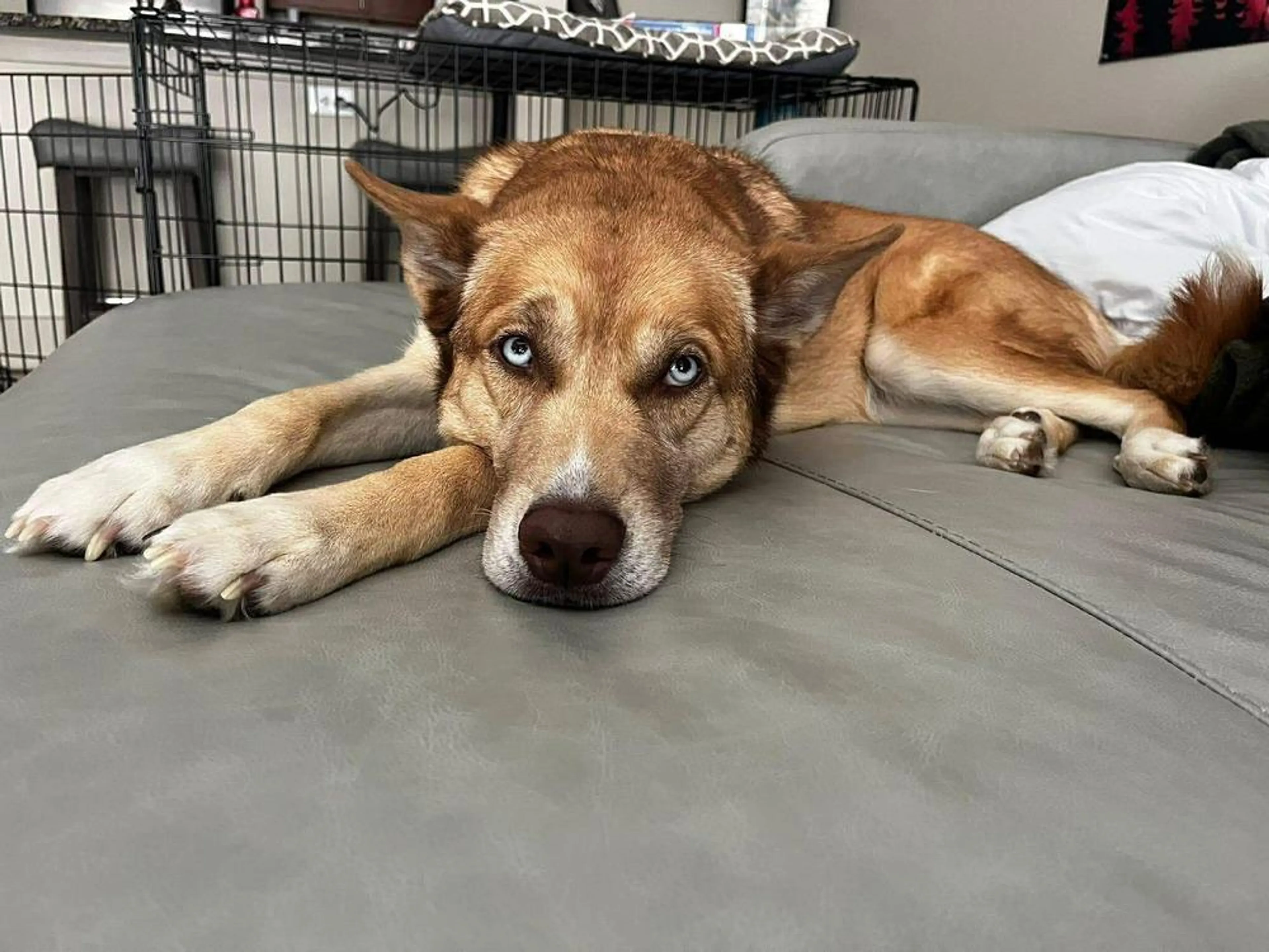 Found pet-1