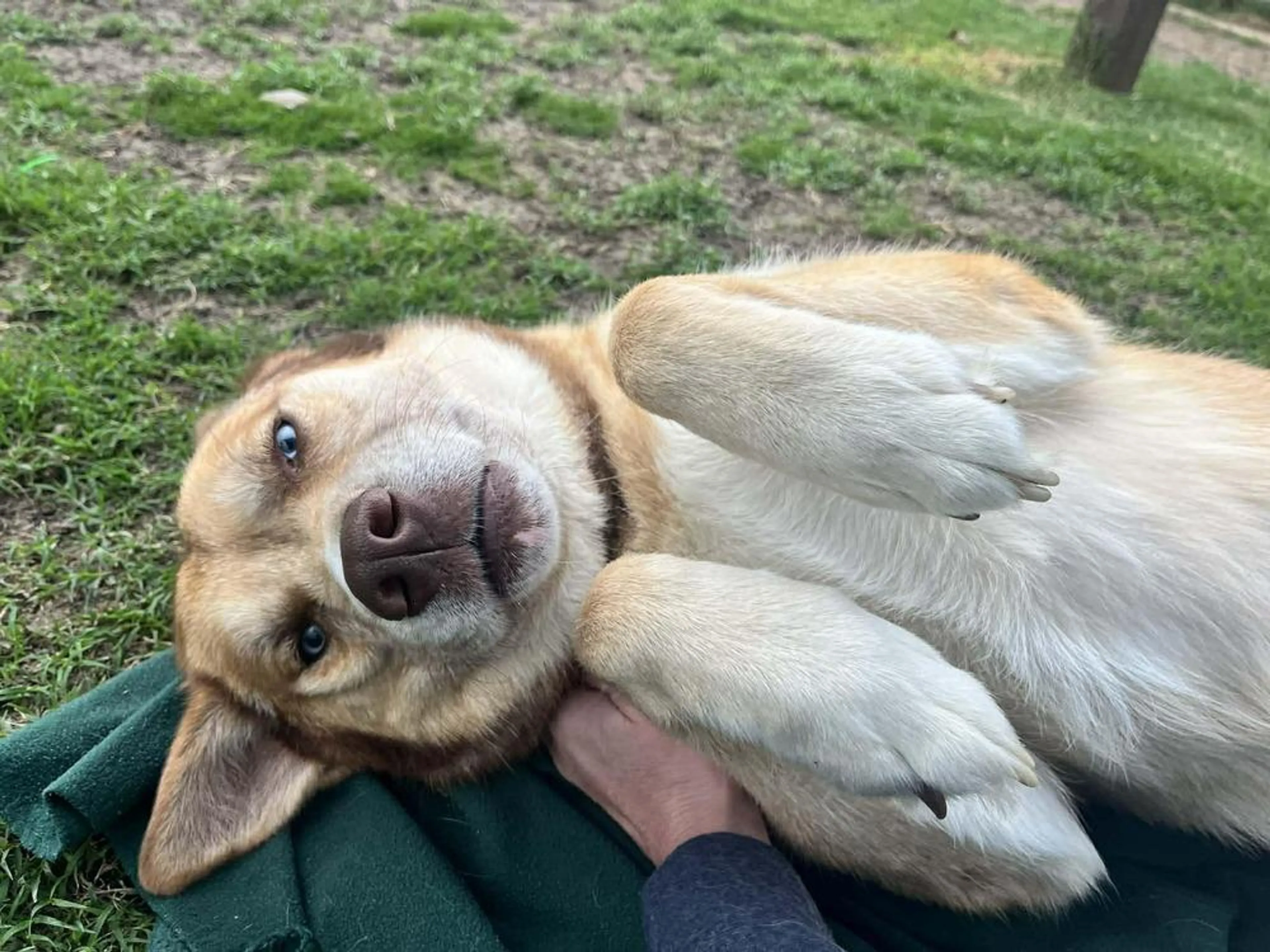Found pet-4