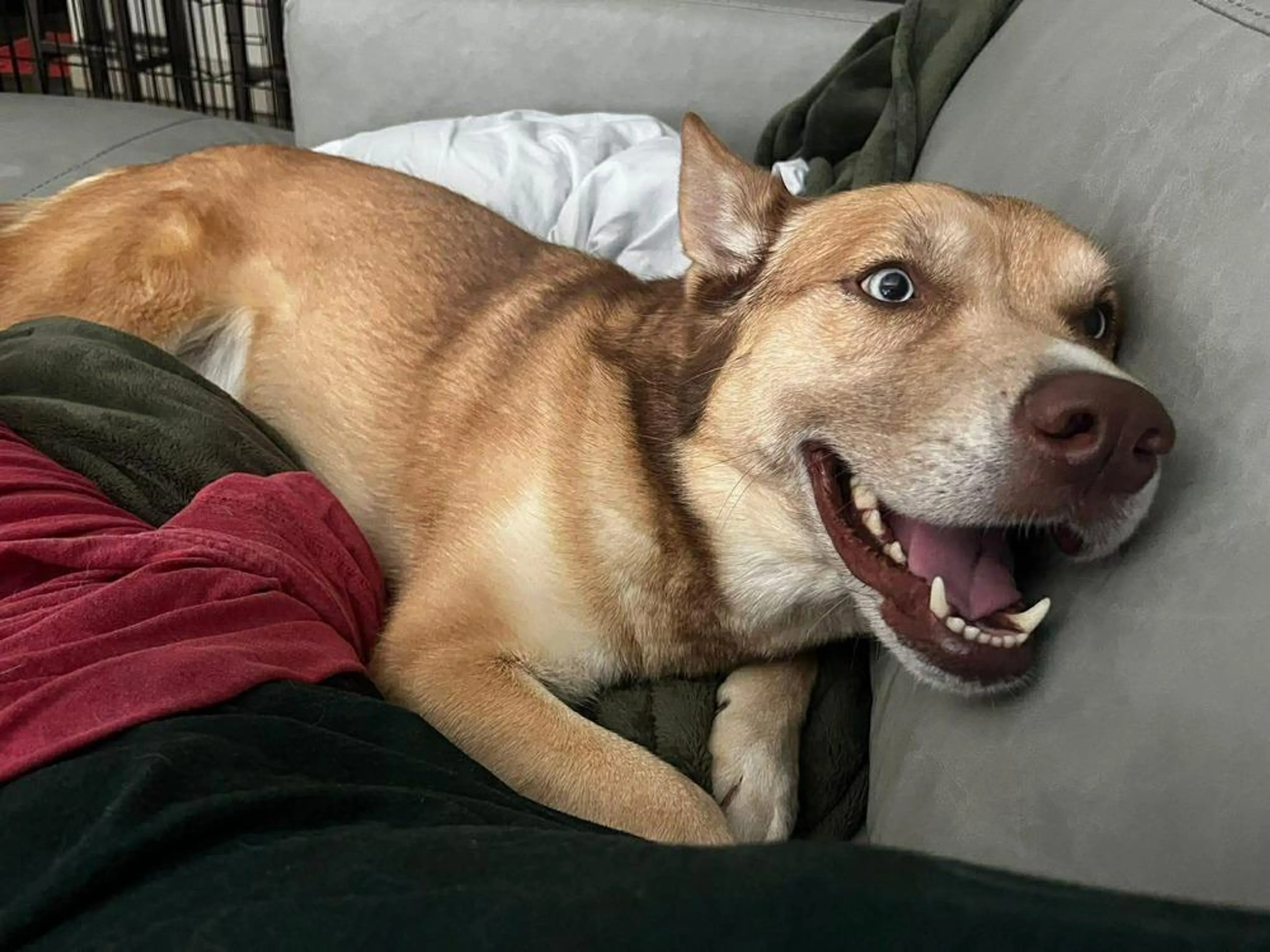 Found pet-0