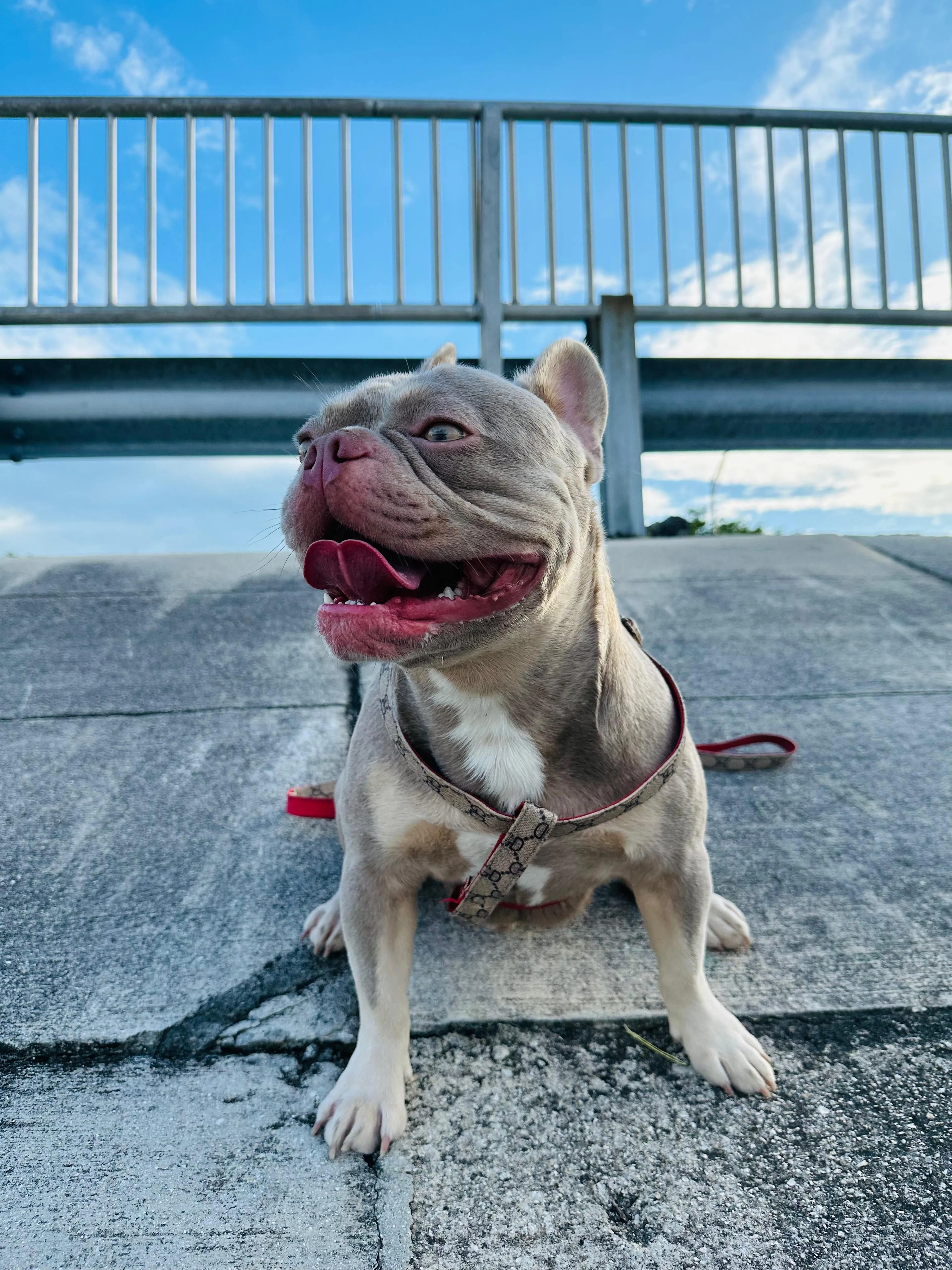 Lost pet-1