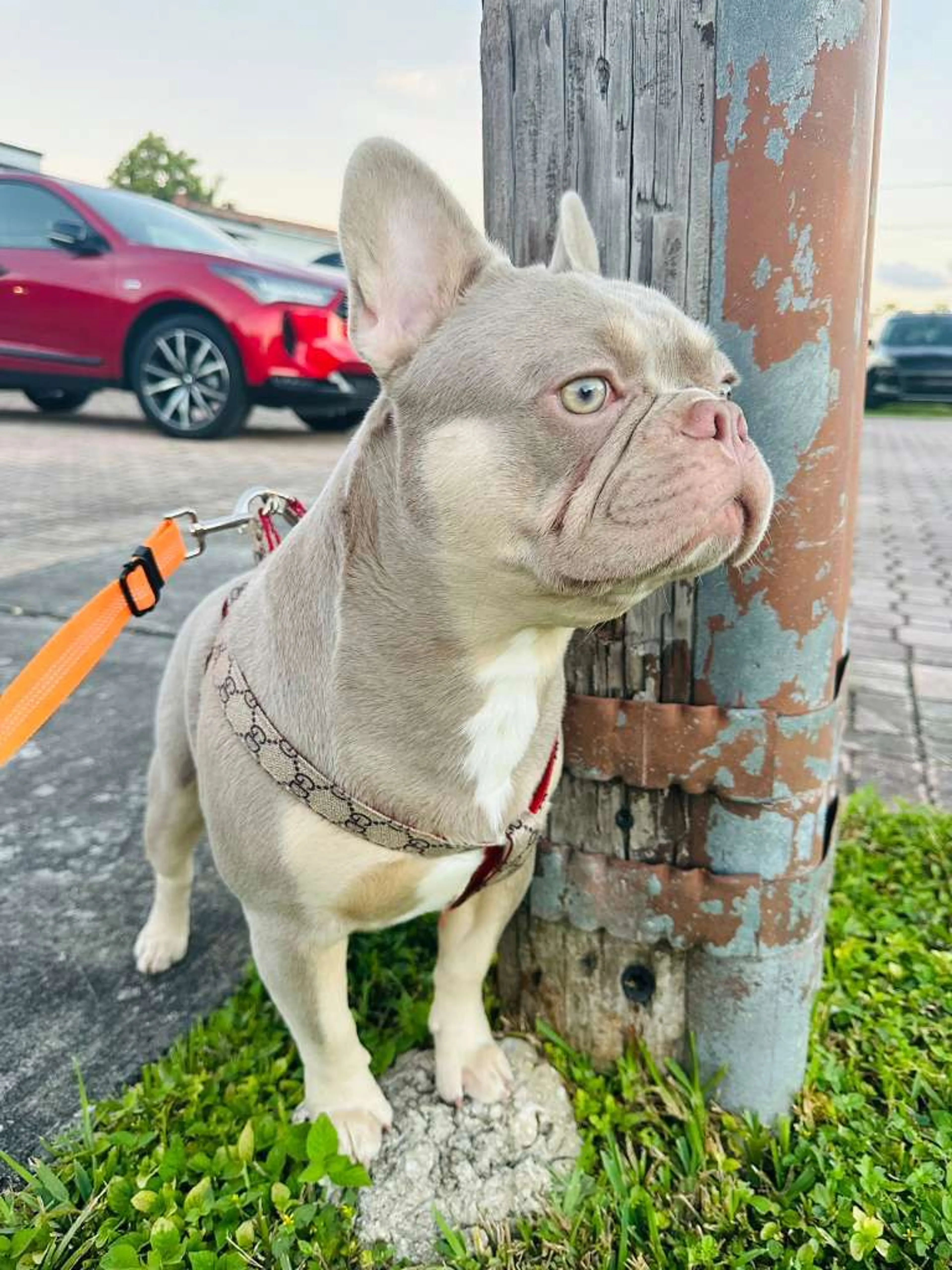 Lost pet-0
