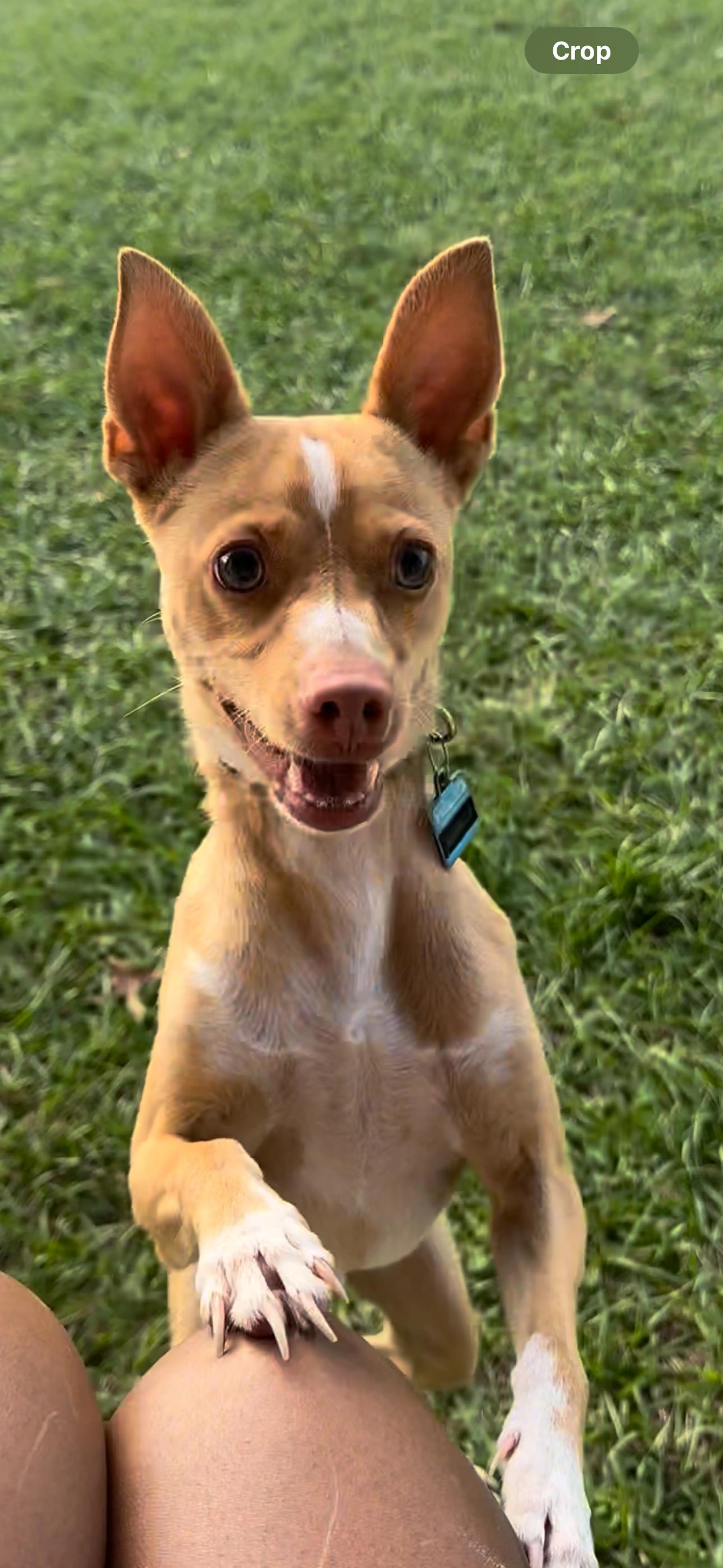 Found pet-2