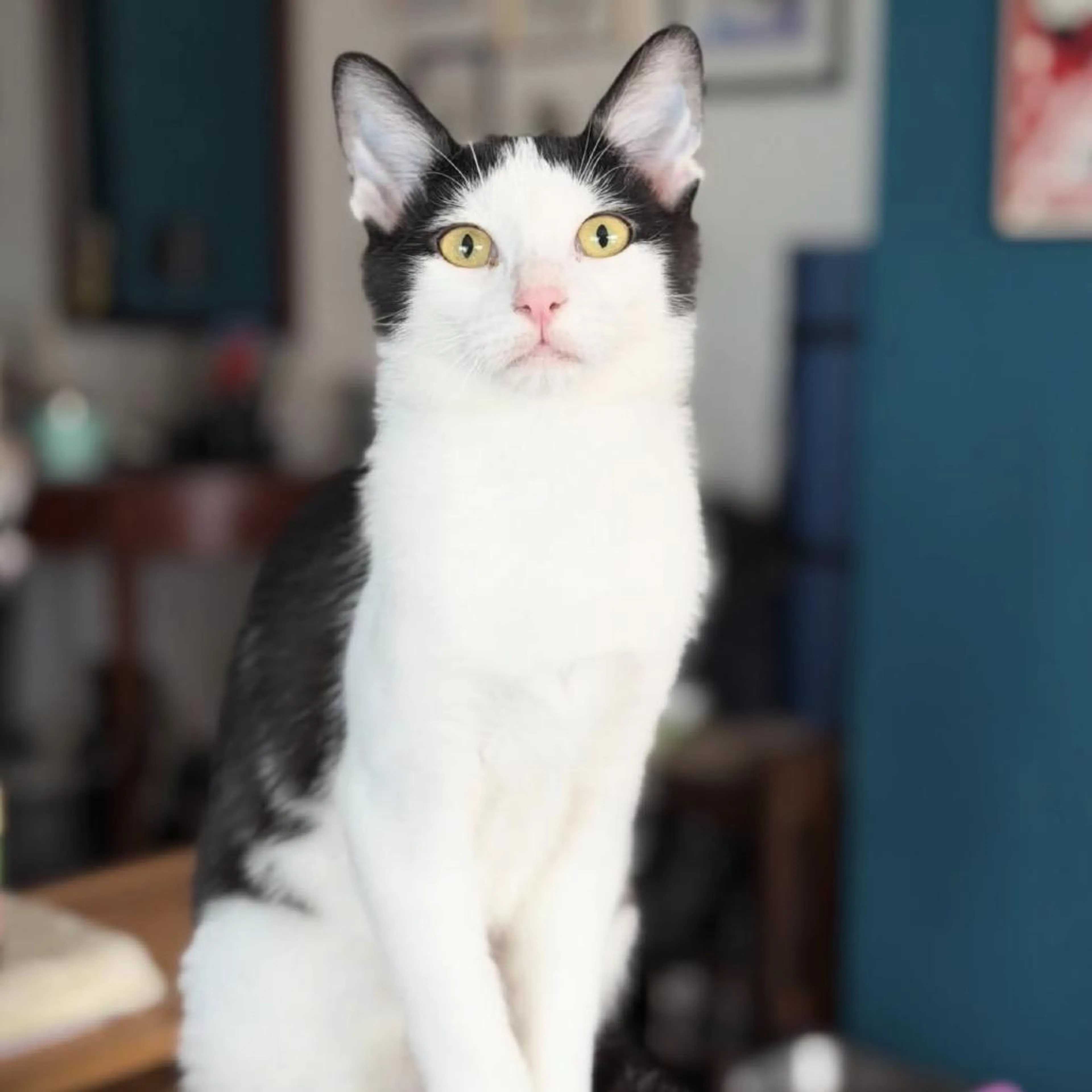 Found pet-2