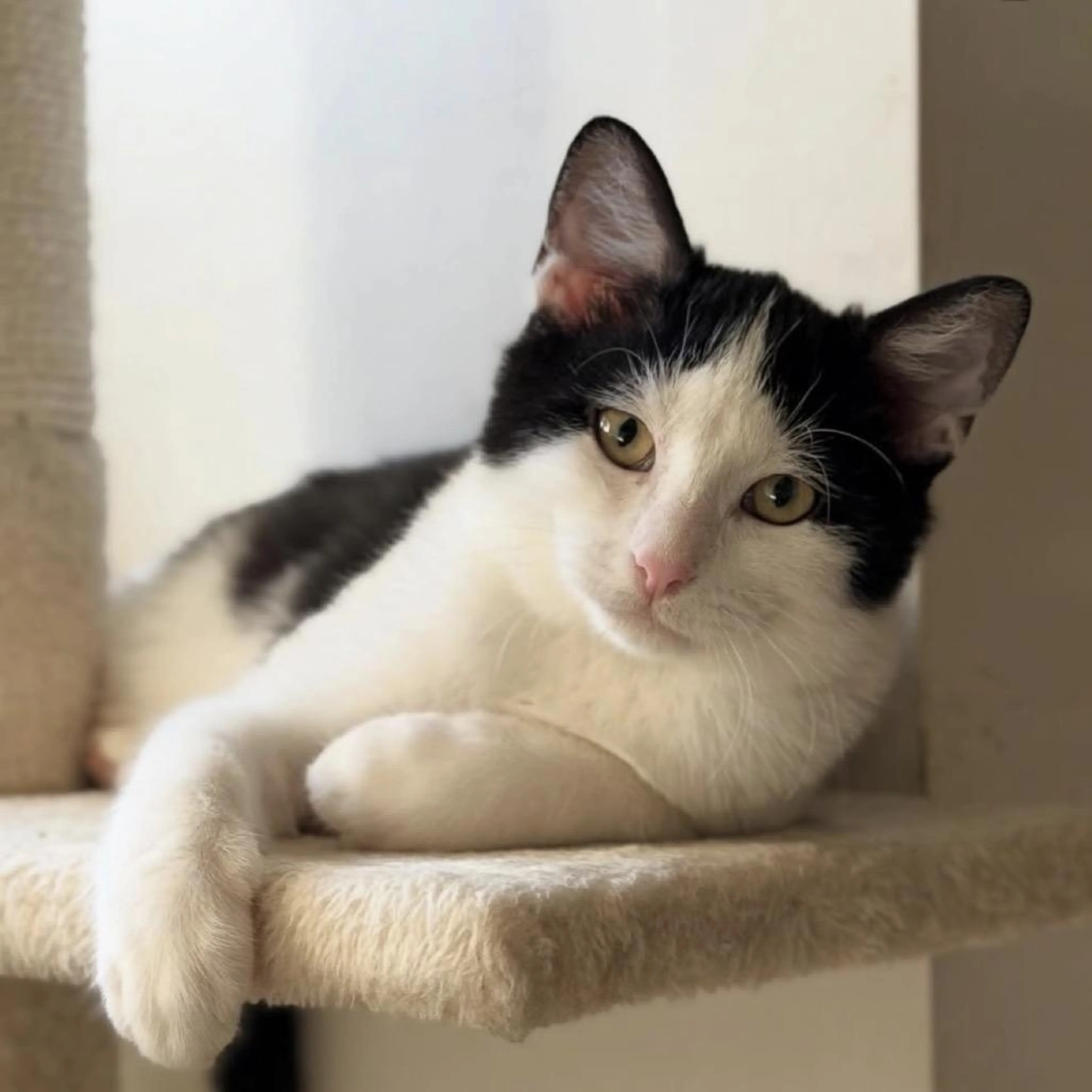 Found pet-3