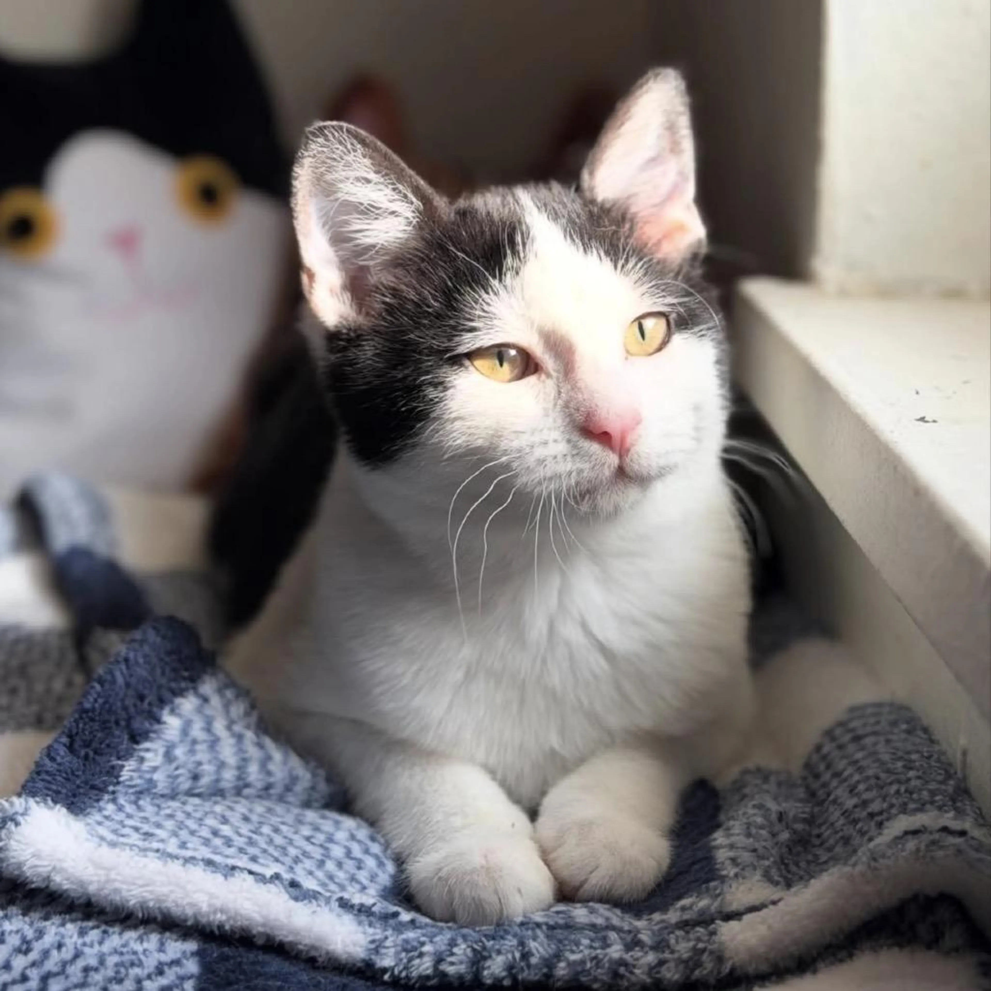 Found pet-1
