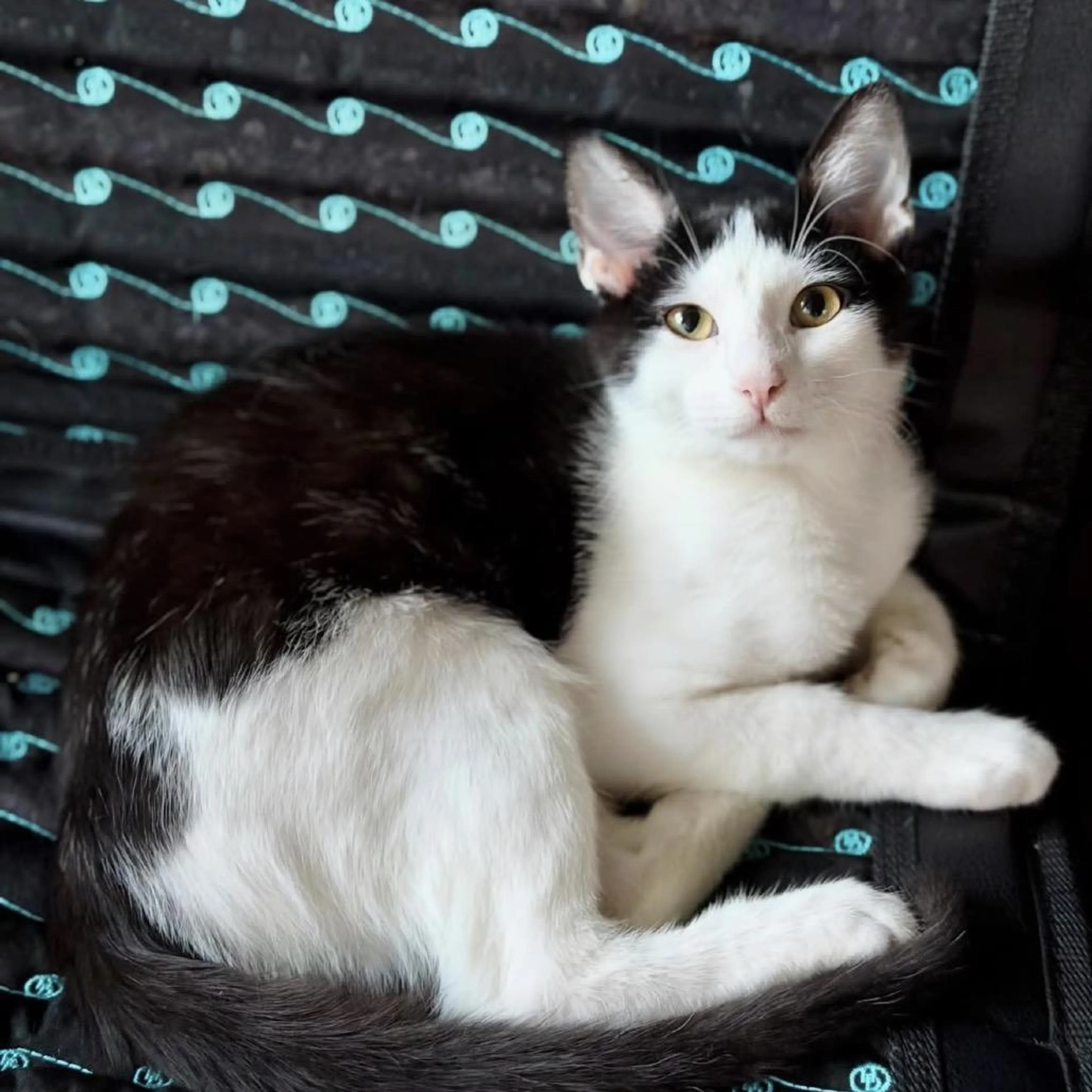Found pet-0