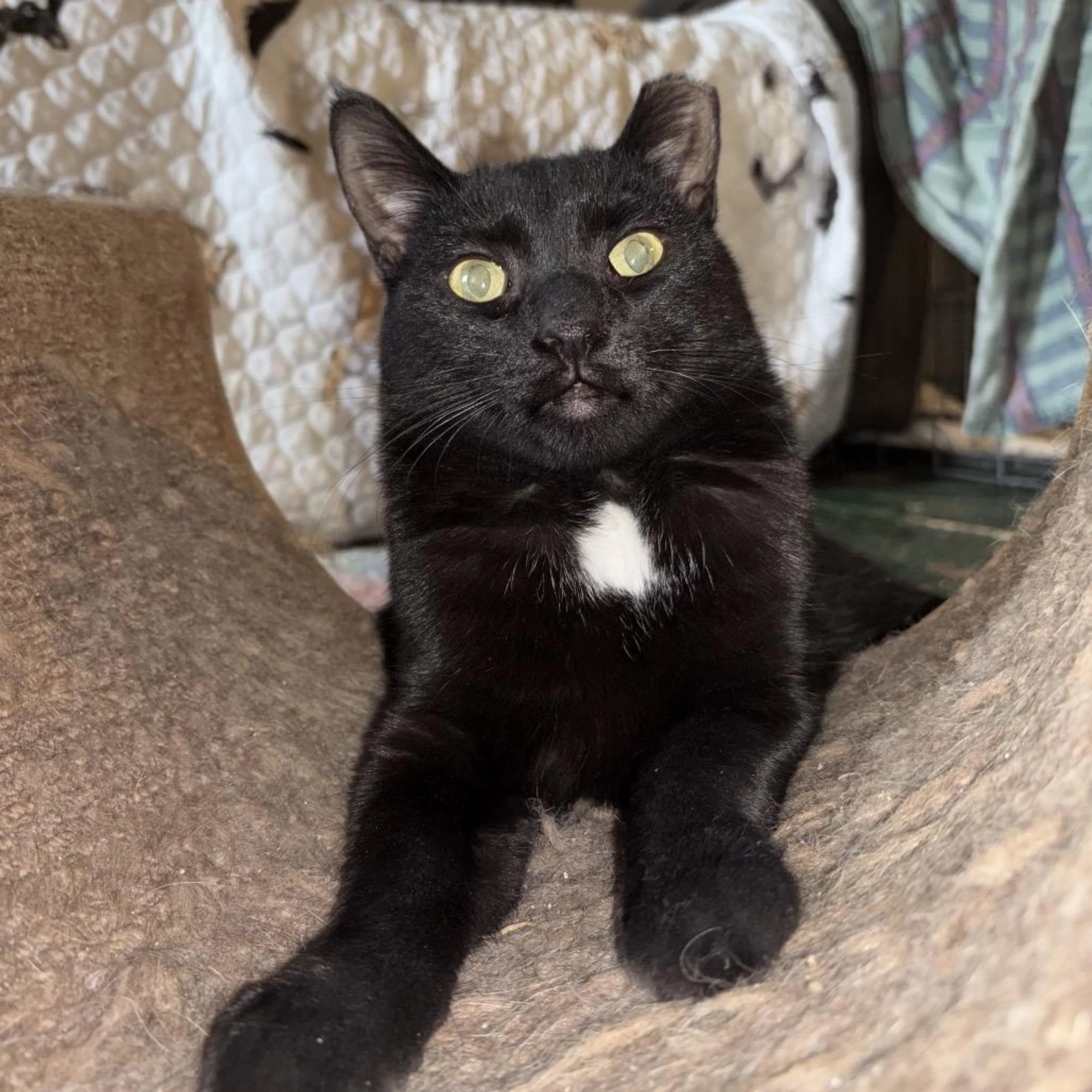 Found pet-0