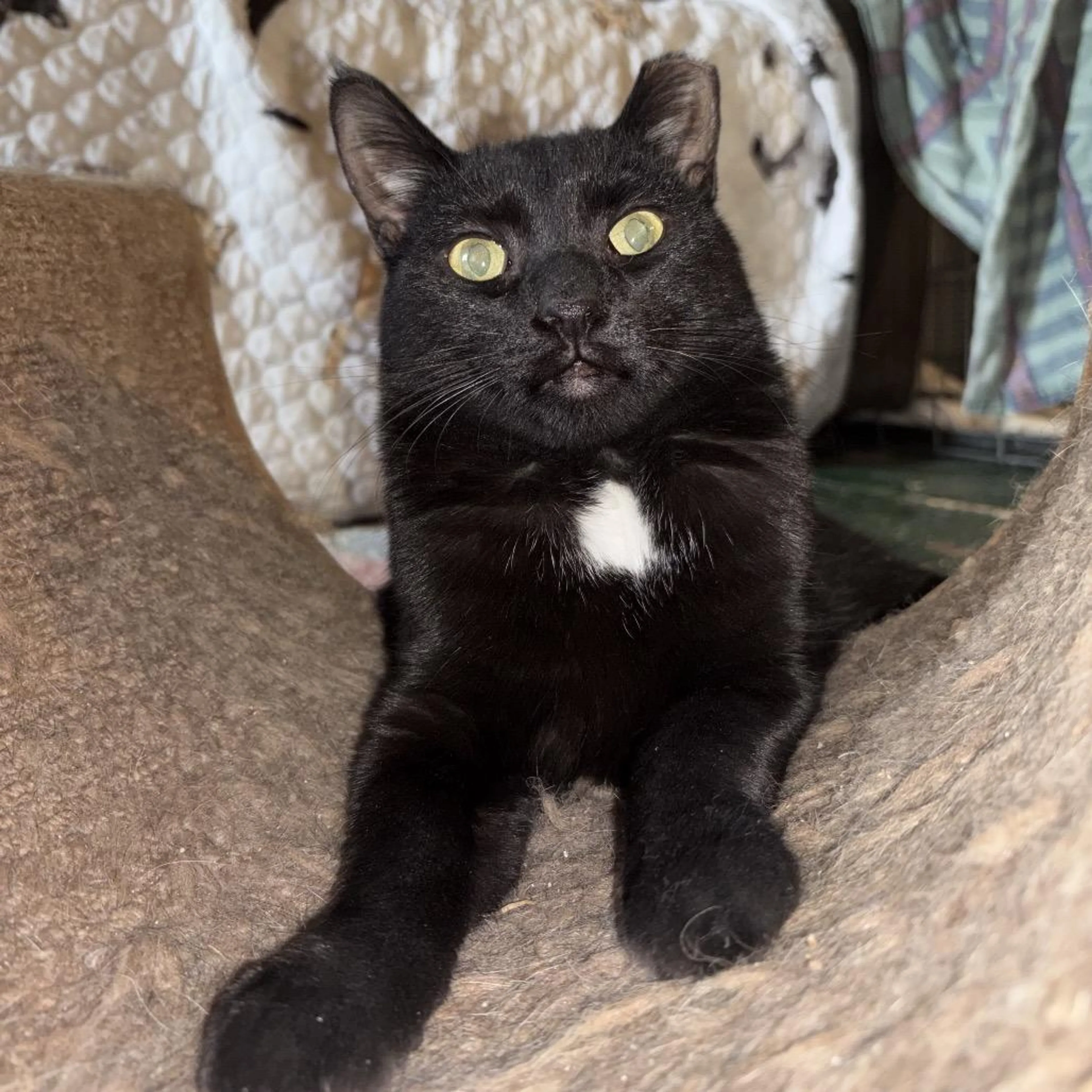 Found pet-1