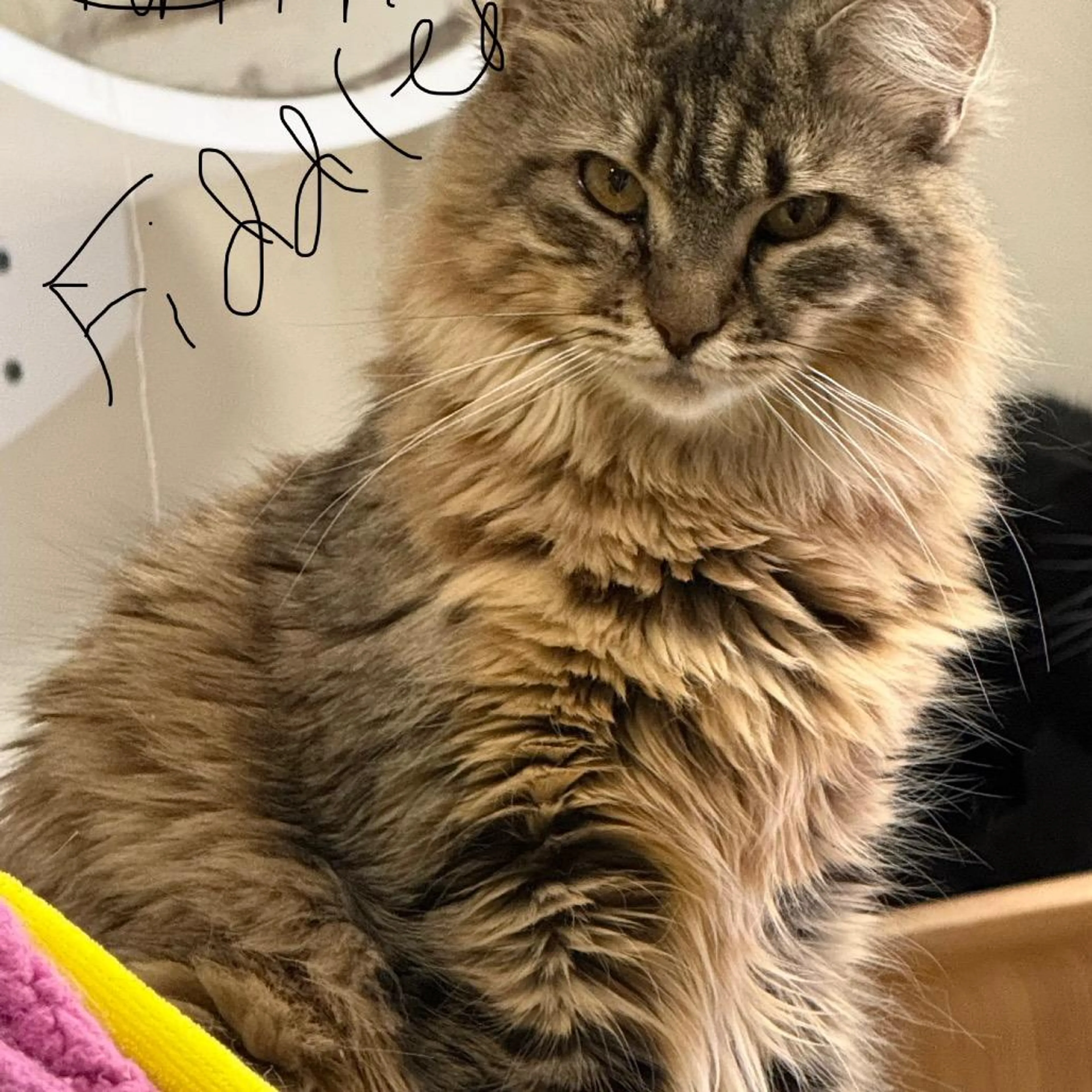 Found pet-1