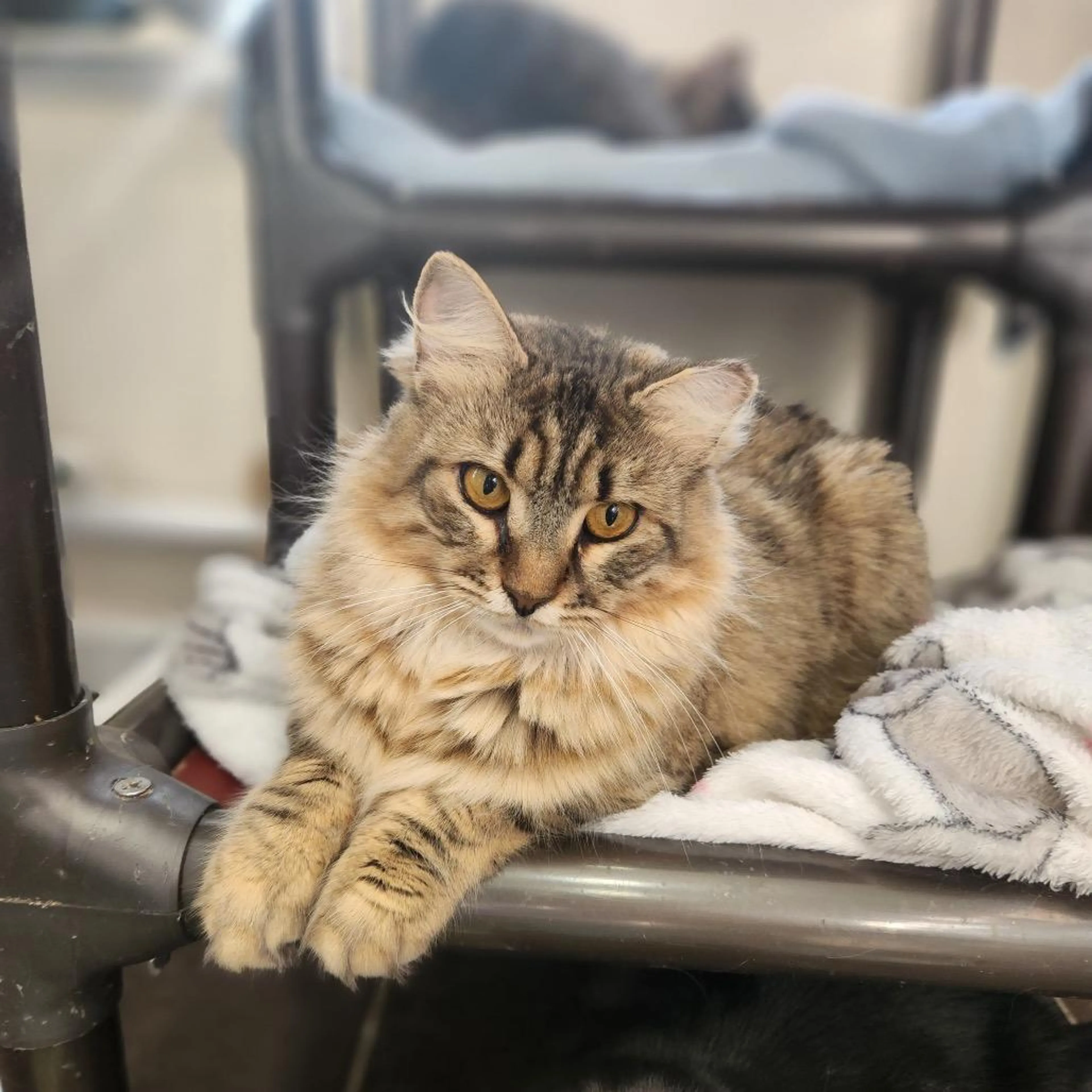 Found pet-0