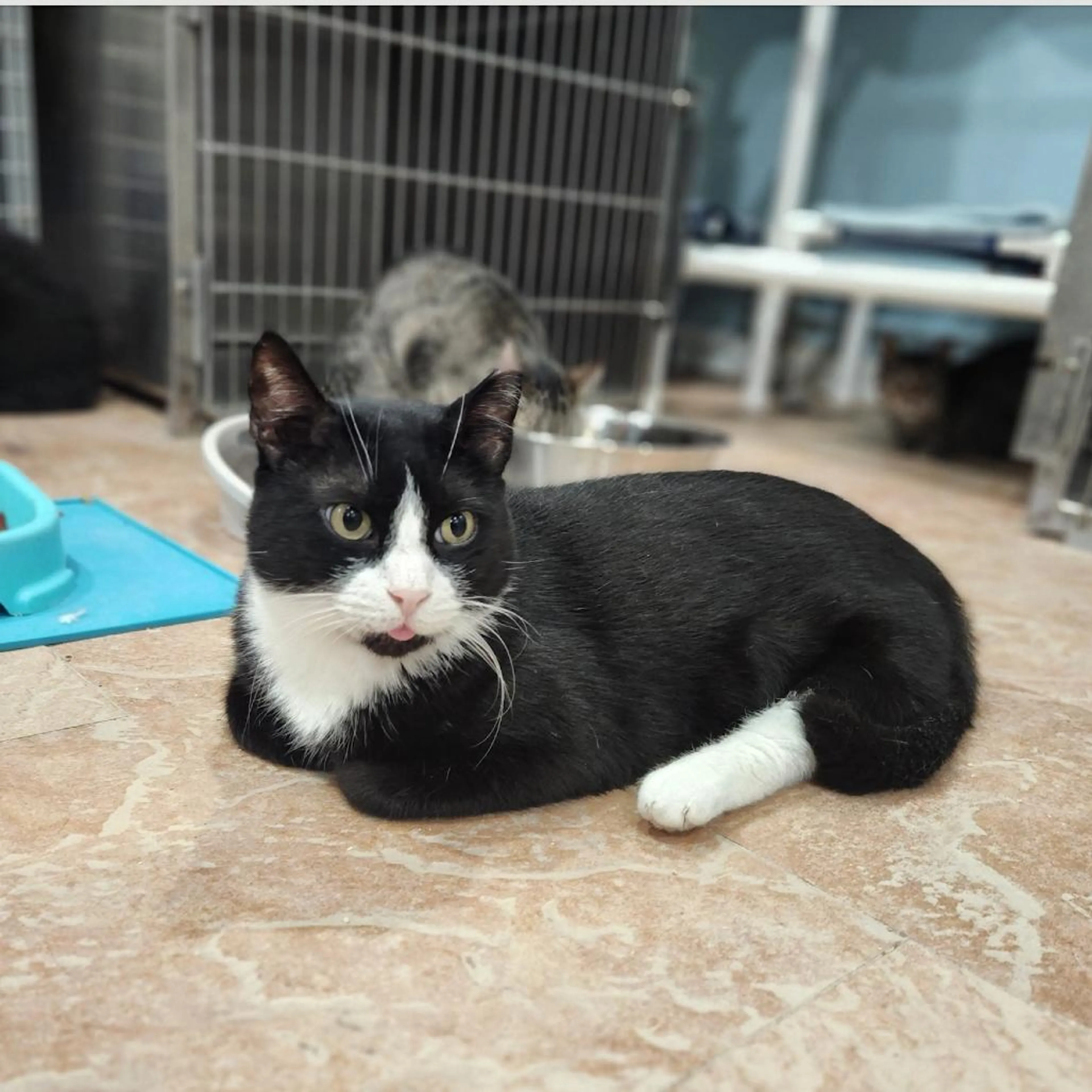 Found pet-1