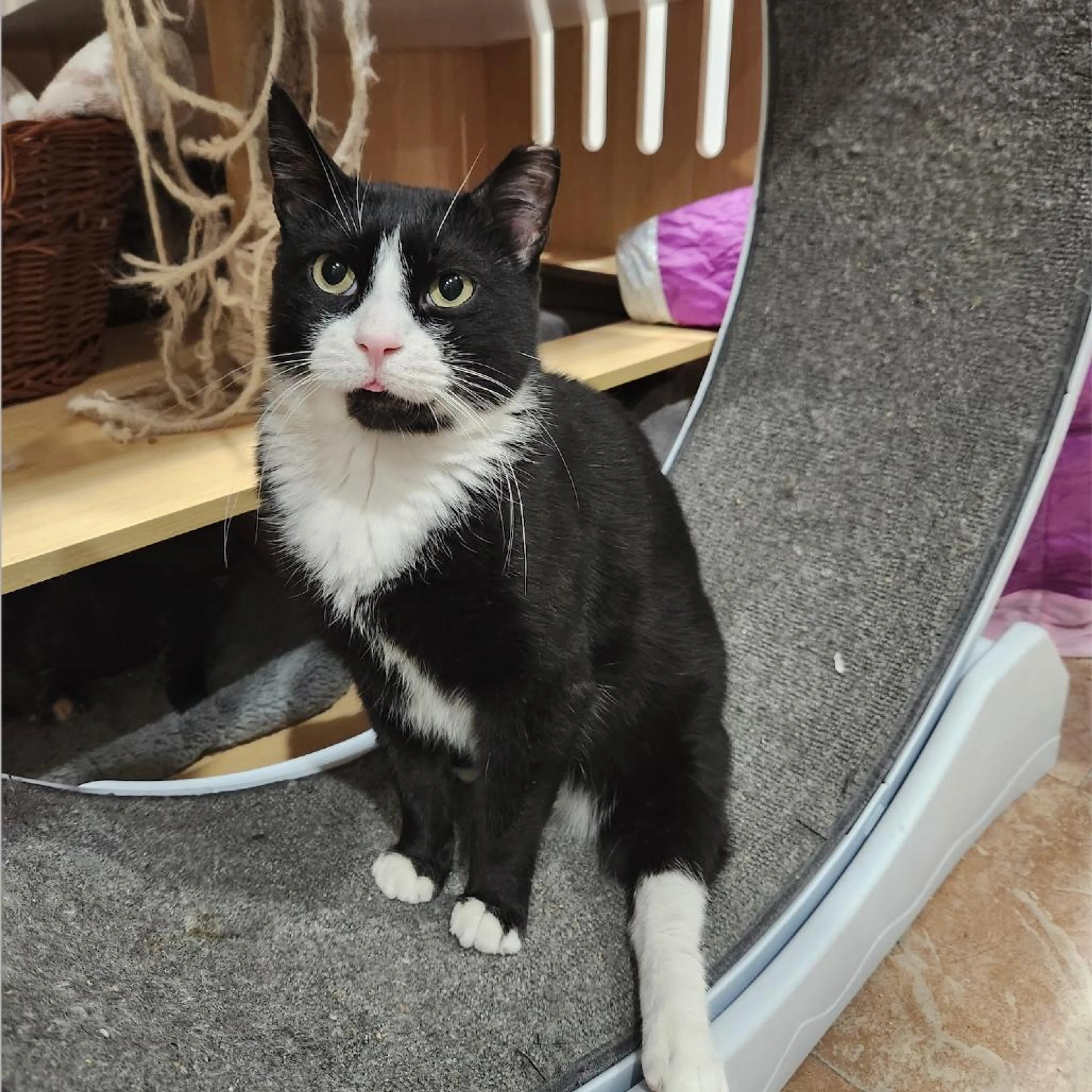 Found pet-2