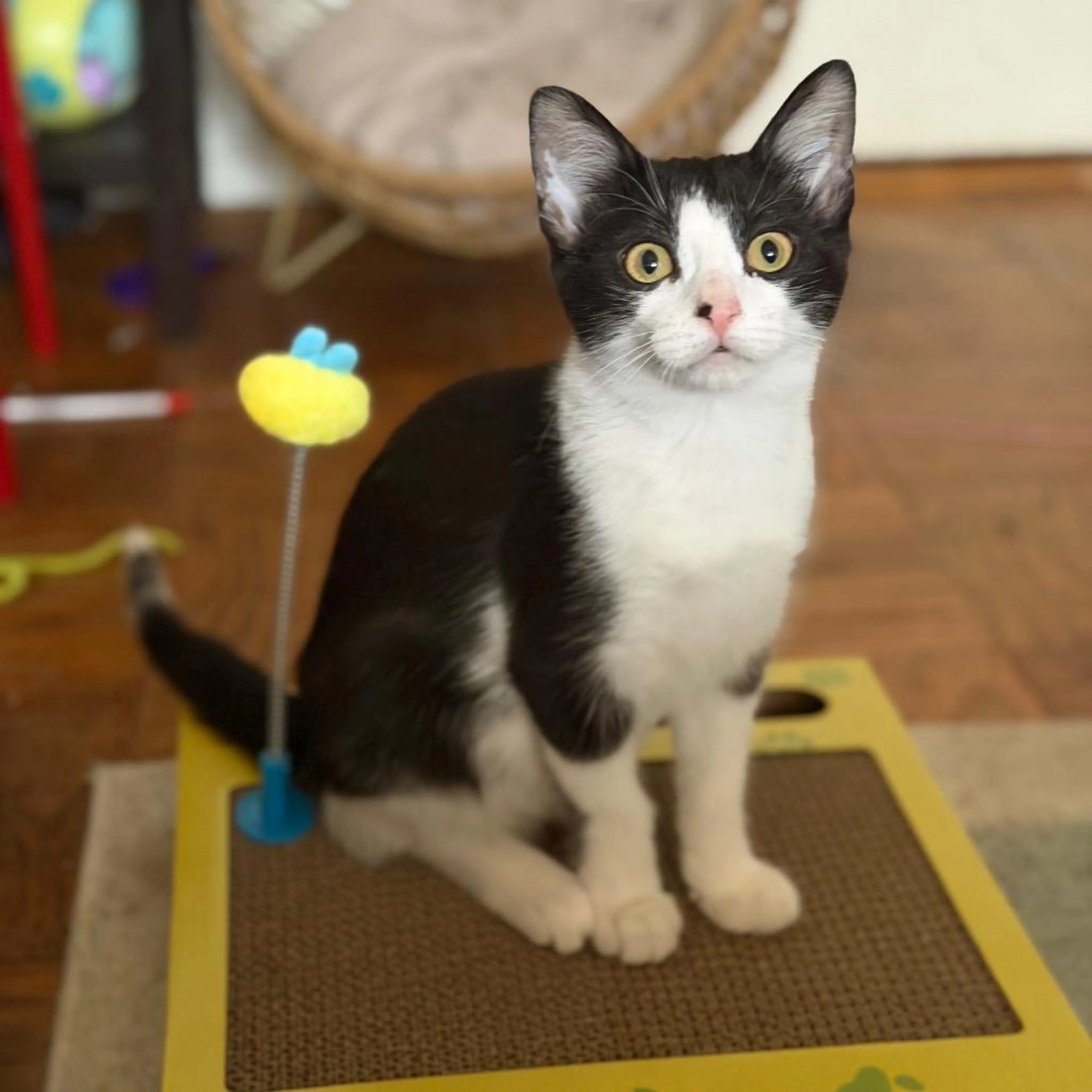 Found pet-2