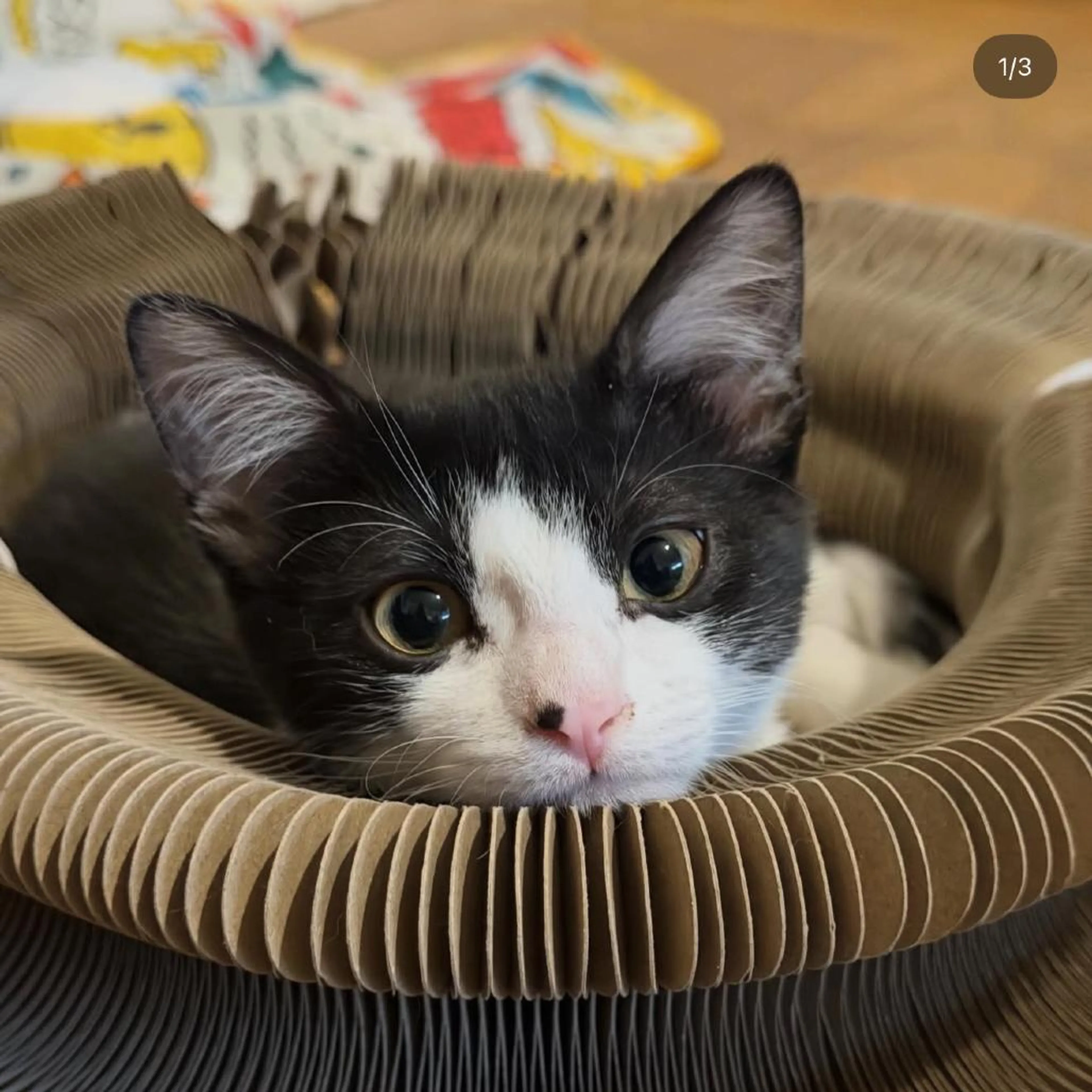 Found pet-3