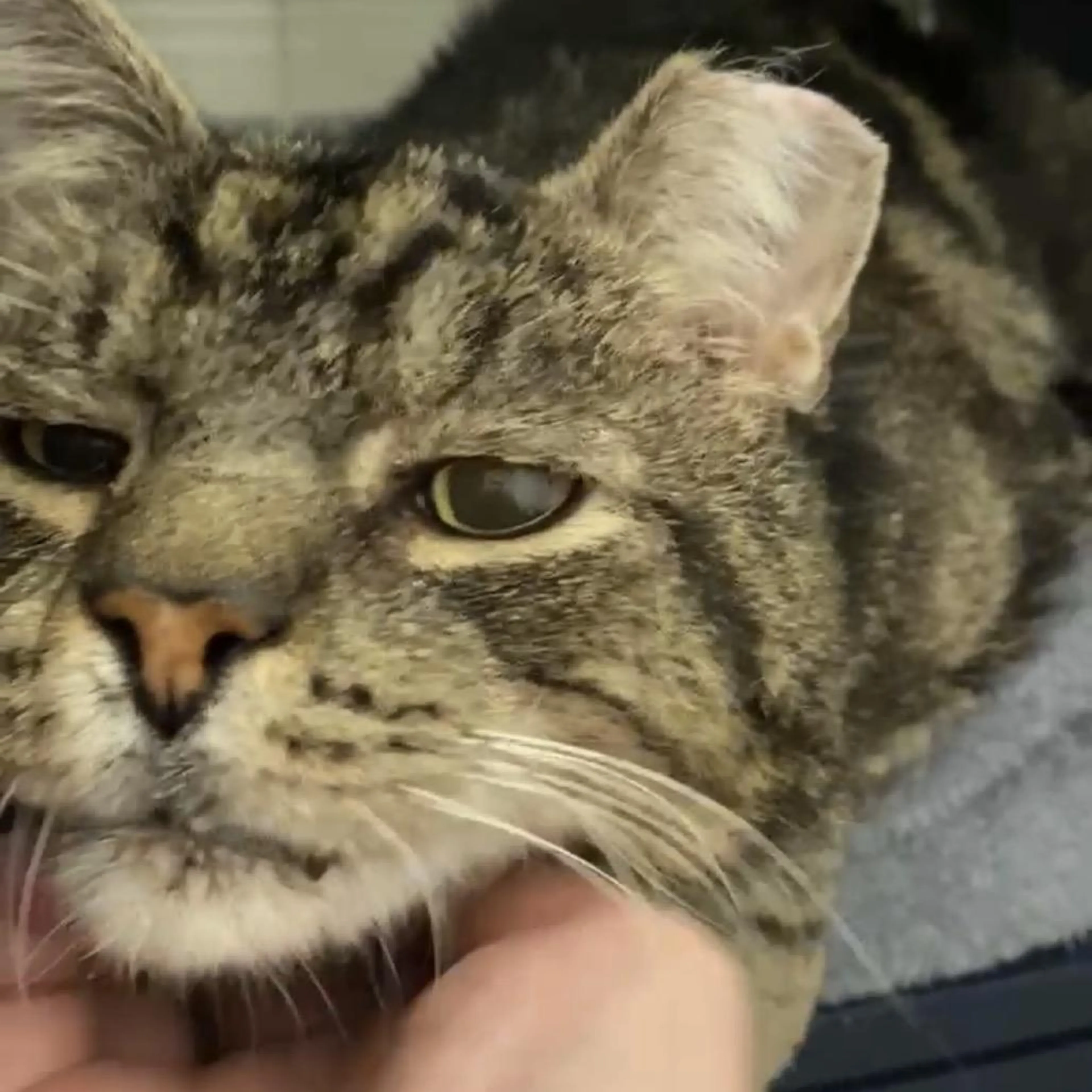 Found pet-2