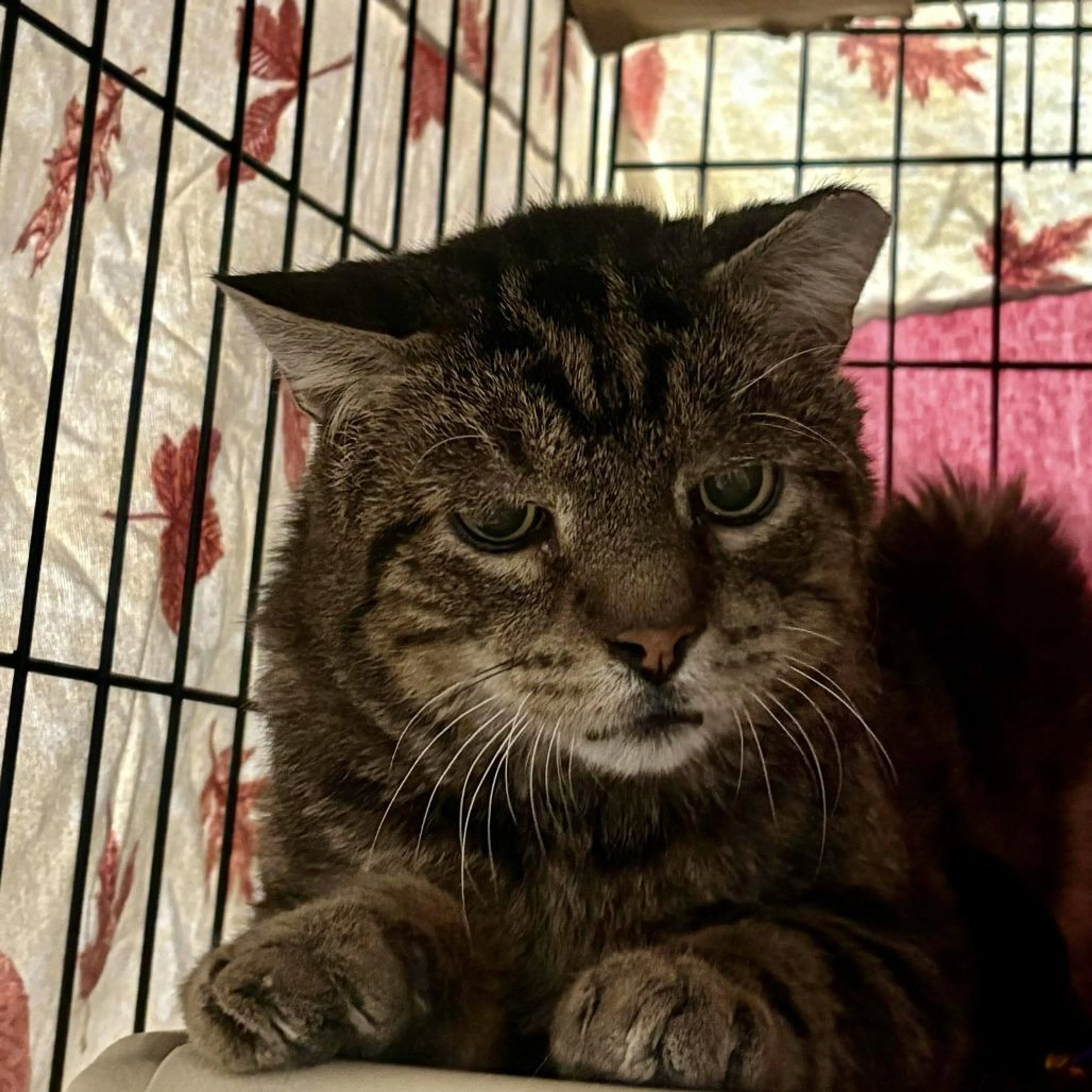 Found pet-3