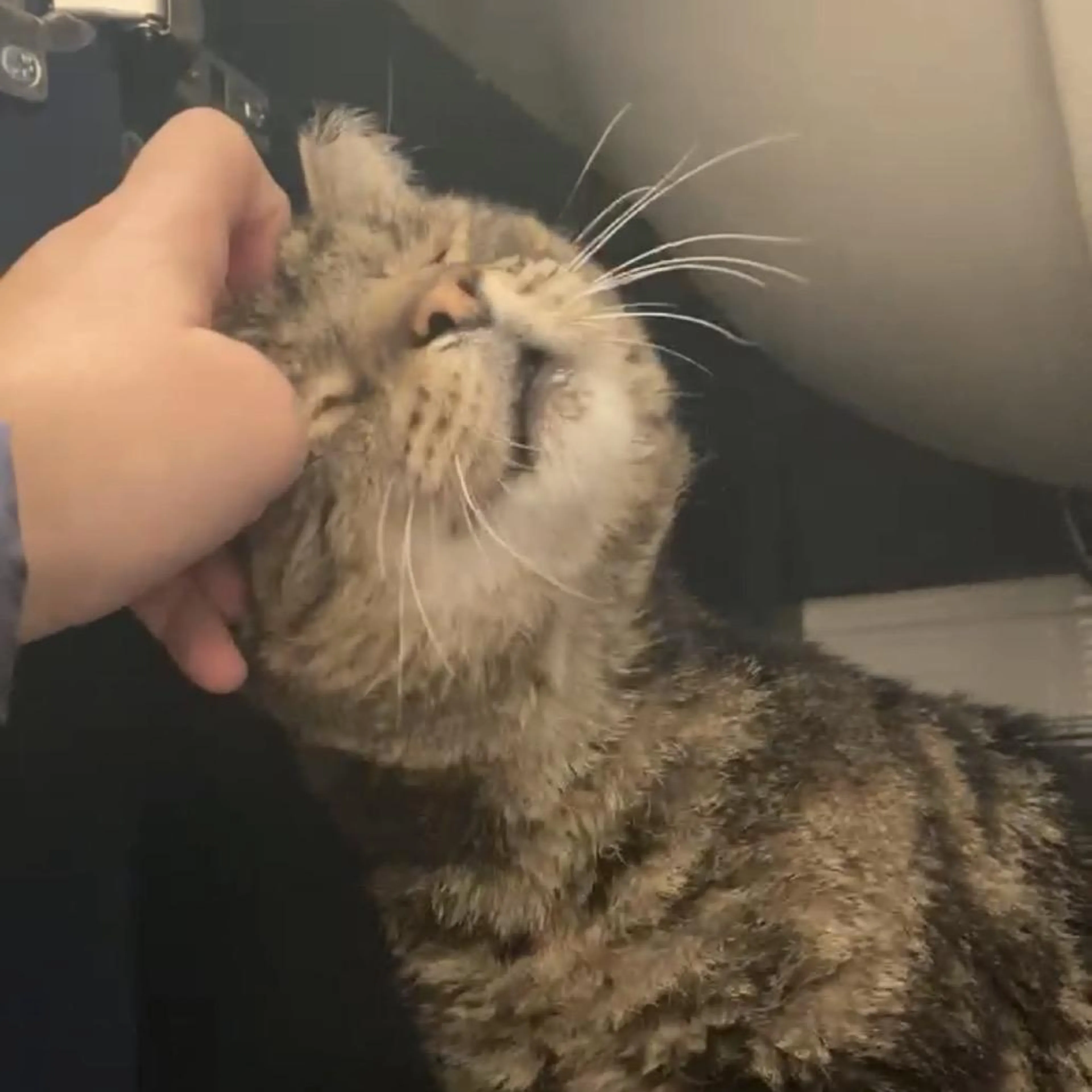 Found pet-4